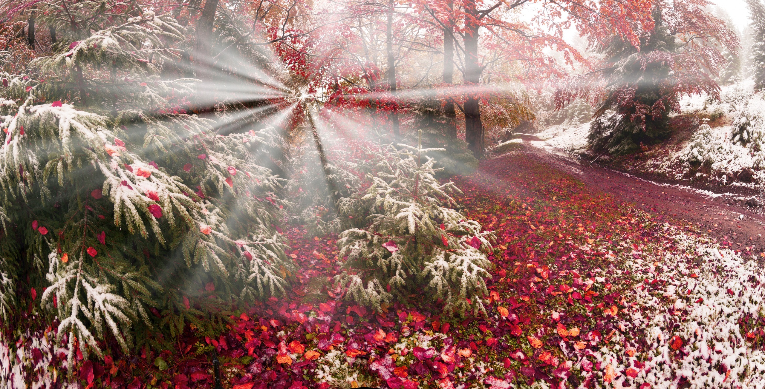 Jesień, Śnieg, Las, Drzewa, Promienie słońca