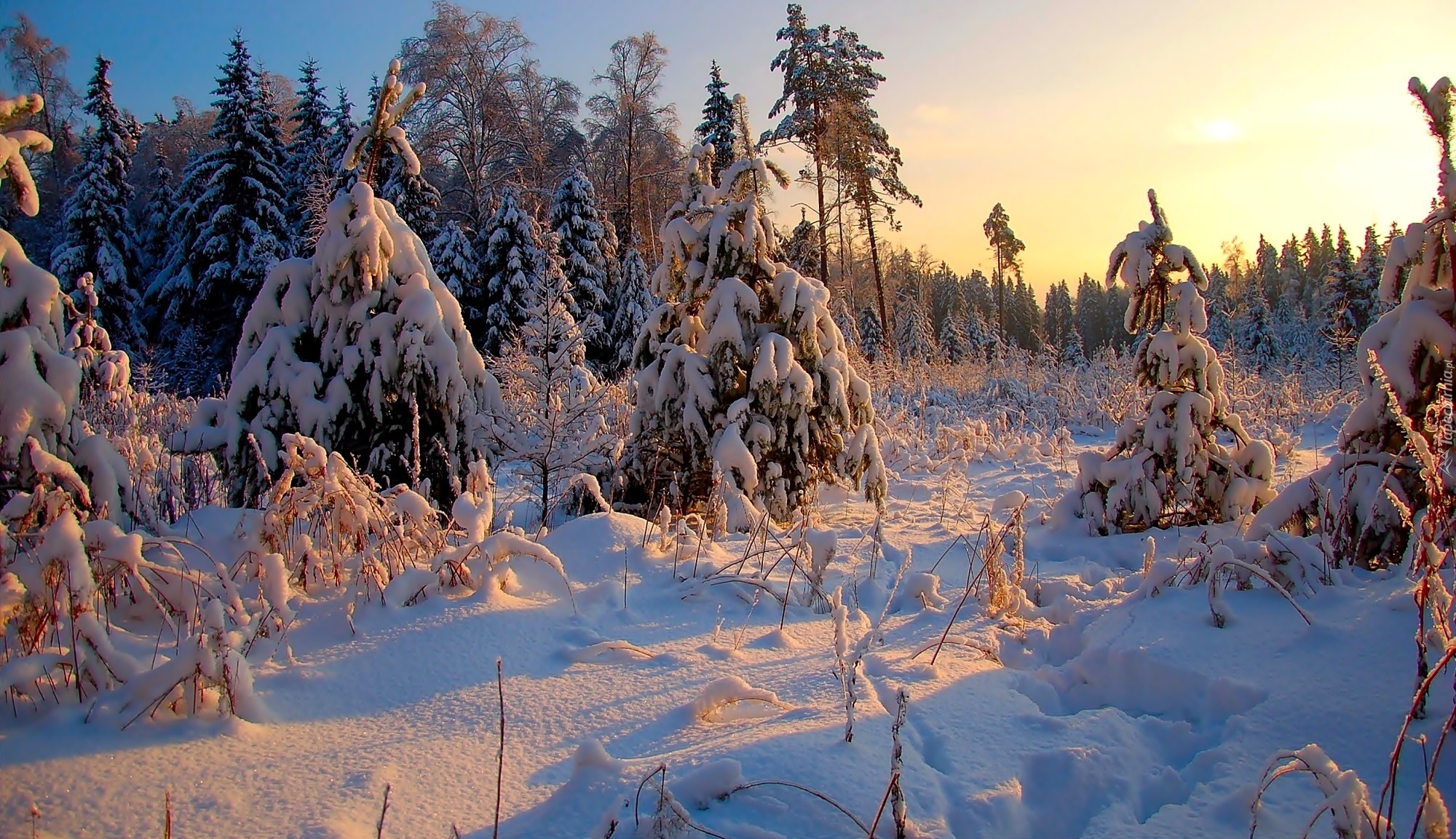 Zima, Las, Wschód słońca, Śnieg