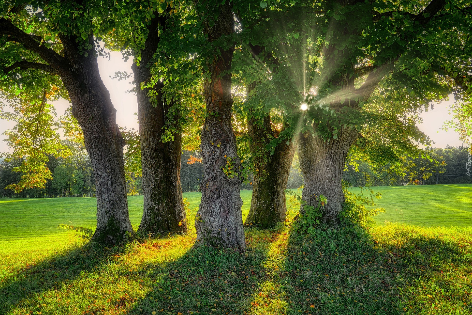 Drzewa, Łąka, Promienie słońca