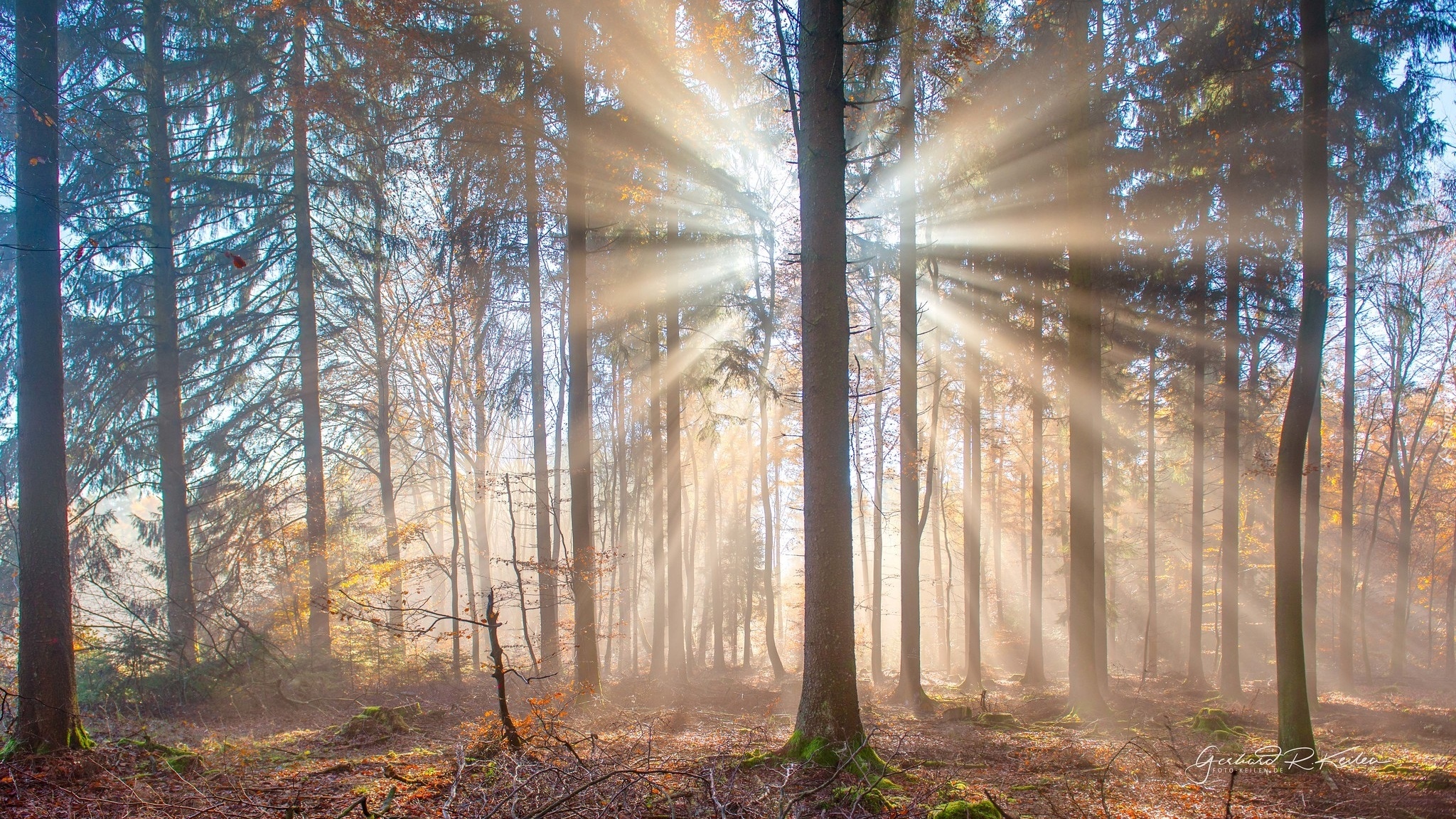 Przebijające światło, Słoneczne, Las, Drzewa