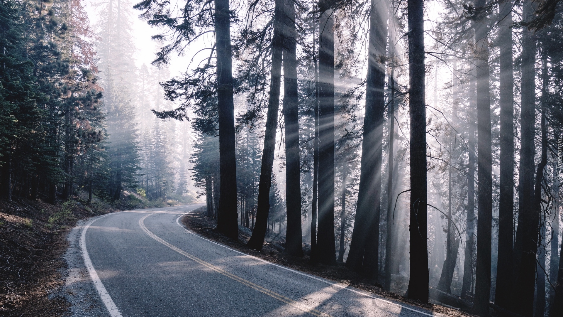 Droga, Zakręt, Mgła, Drzewa, Las, Przebijające światło