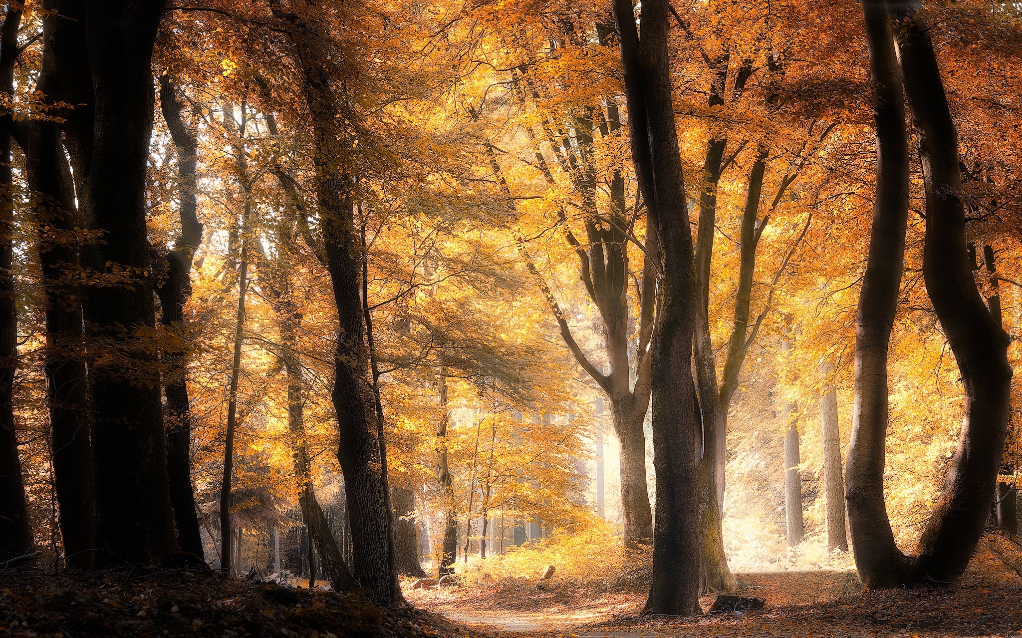 Las, Jesień, Drzewa, Ścieżka, Słoneczny, Dzień