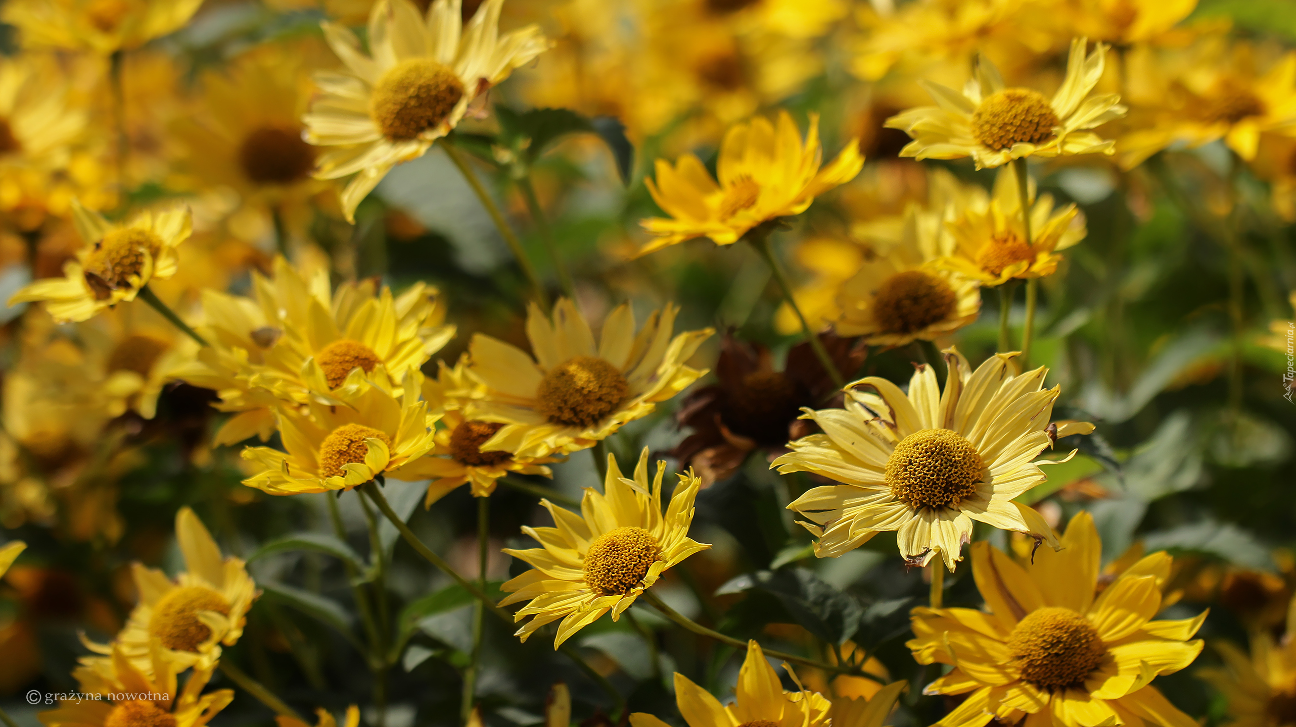 Żółte, Kwiaty, Słoneczniczki szorstkie, Ogrodowe
