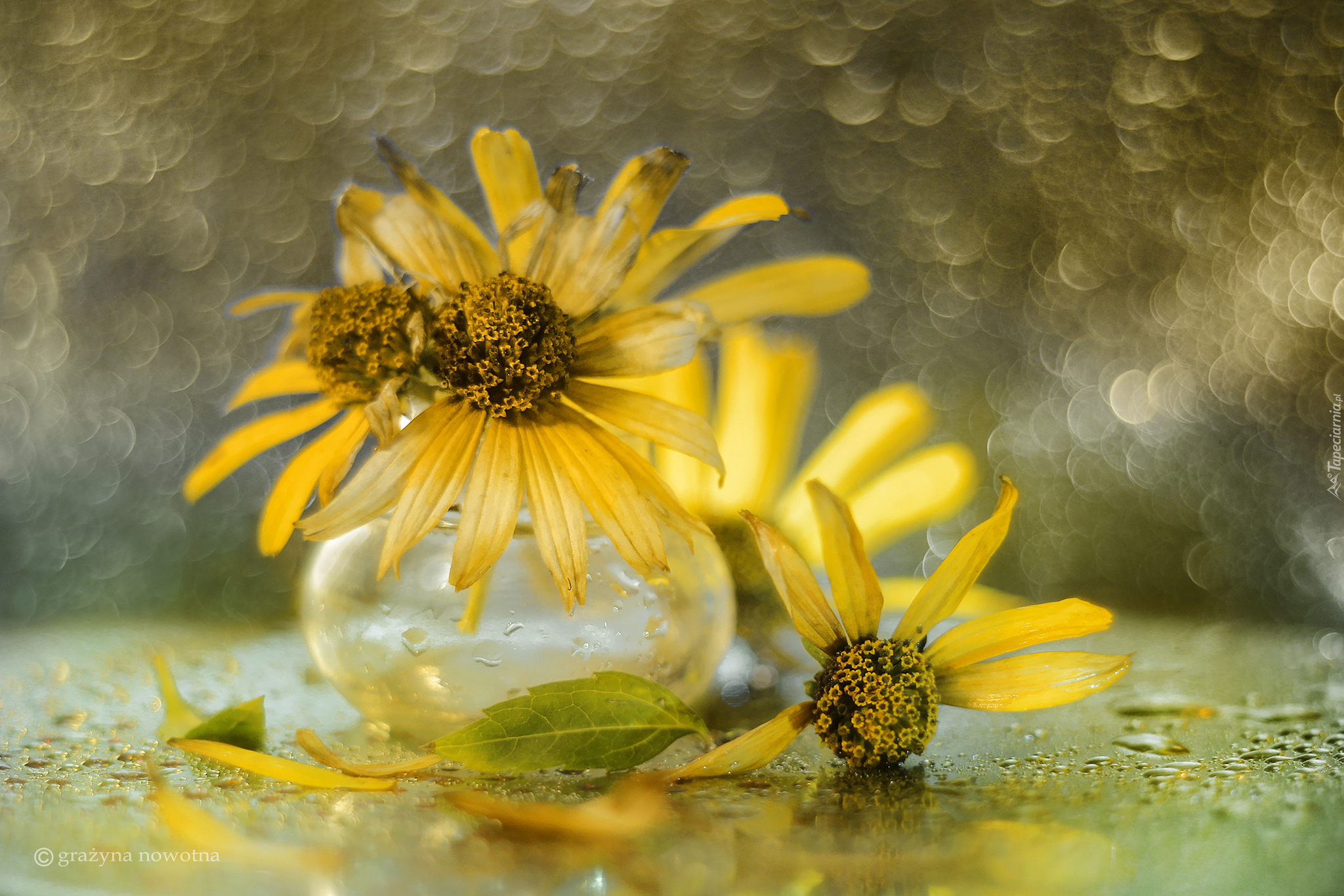 Słoneczniczki szorstkie, Kwiaty, Wazonik, Bokeh