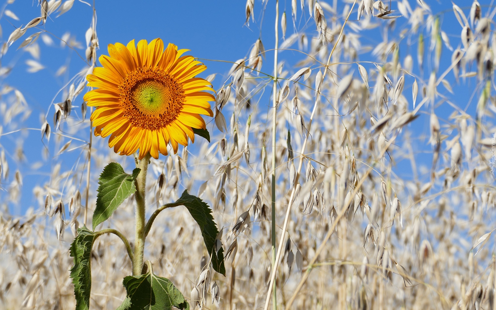 Słonecznik, Kłosy, Zboża