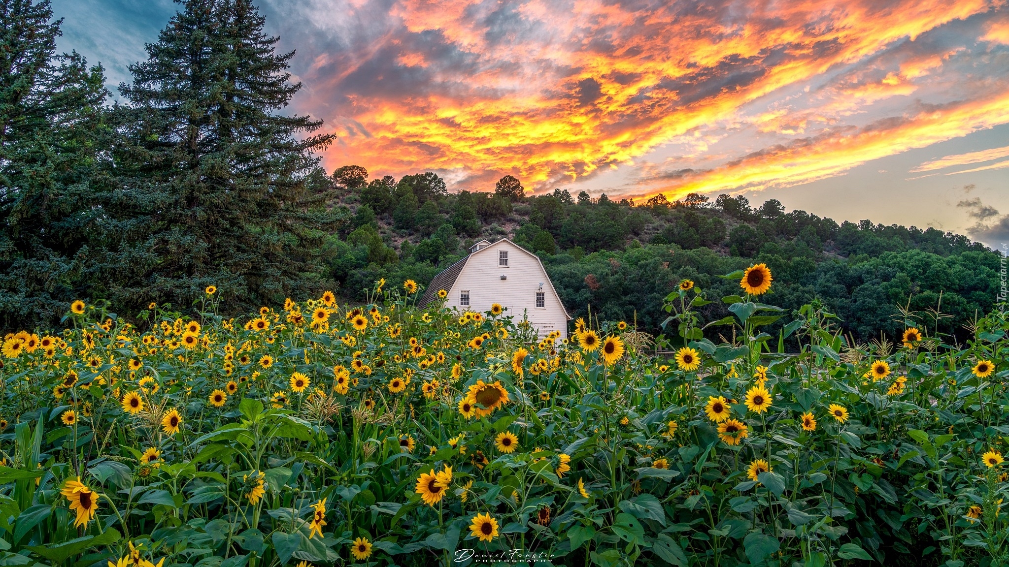 Słoneczniki, Dom, Las, Drzewa, Zachód słońca