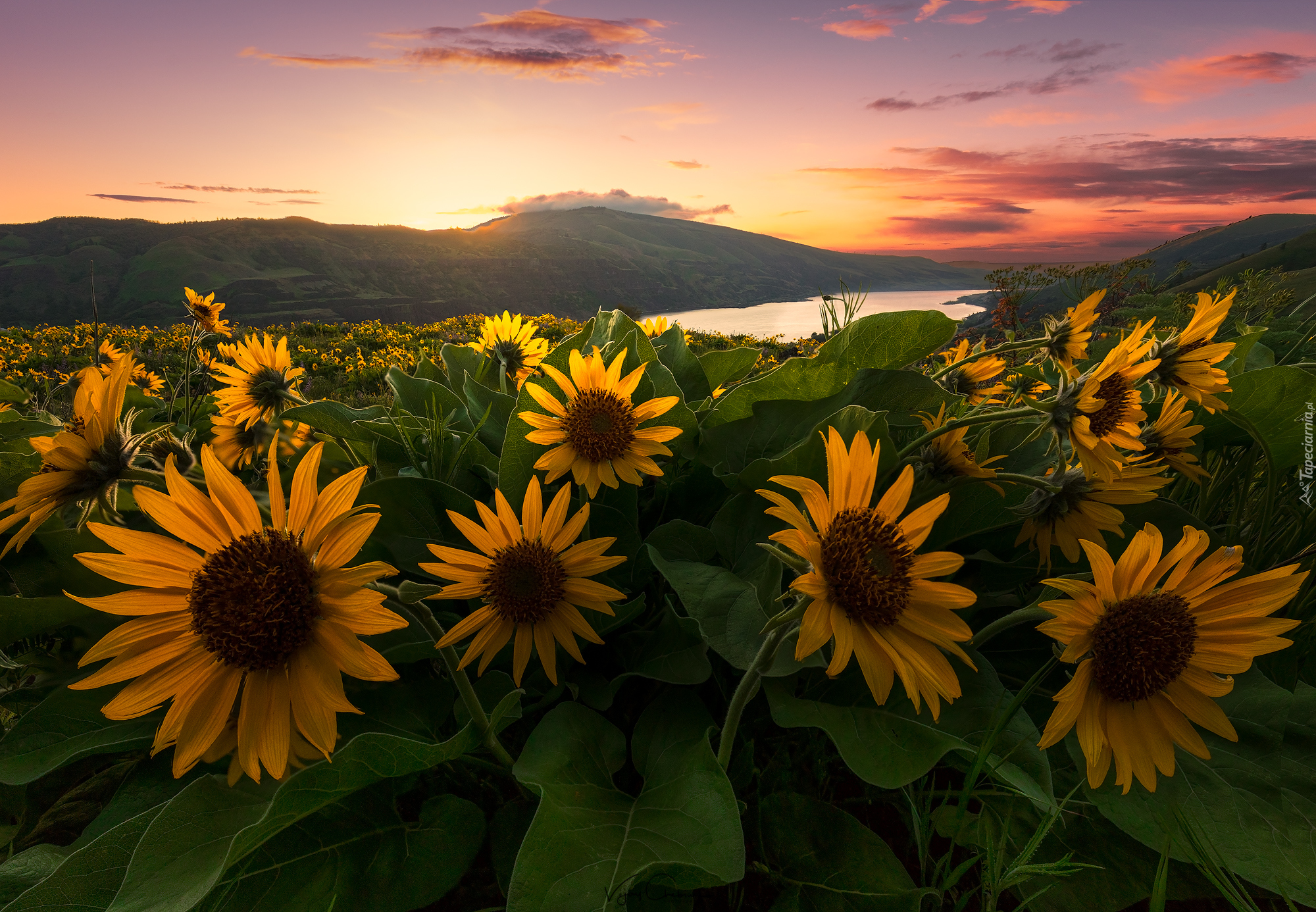 Wzgórza, Rzeka, Balsamorhiza, Wschód słońca