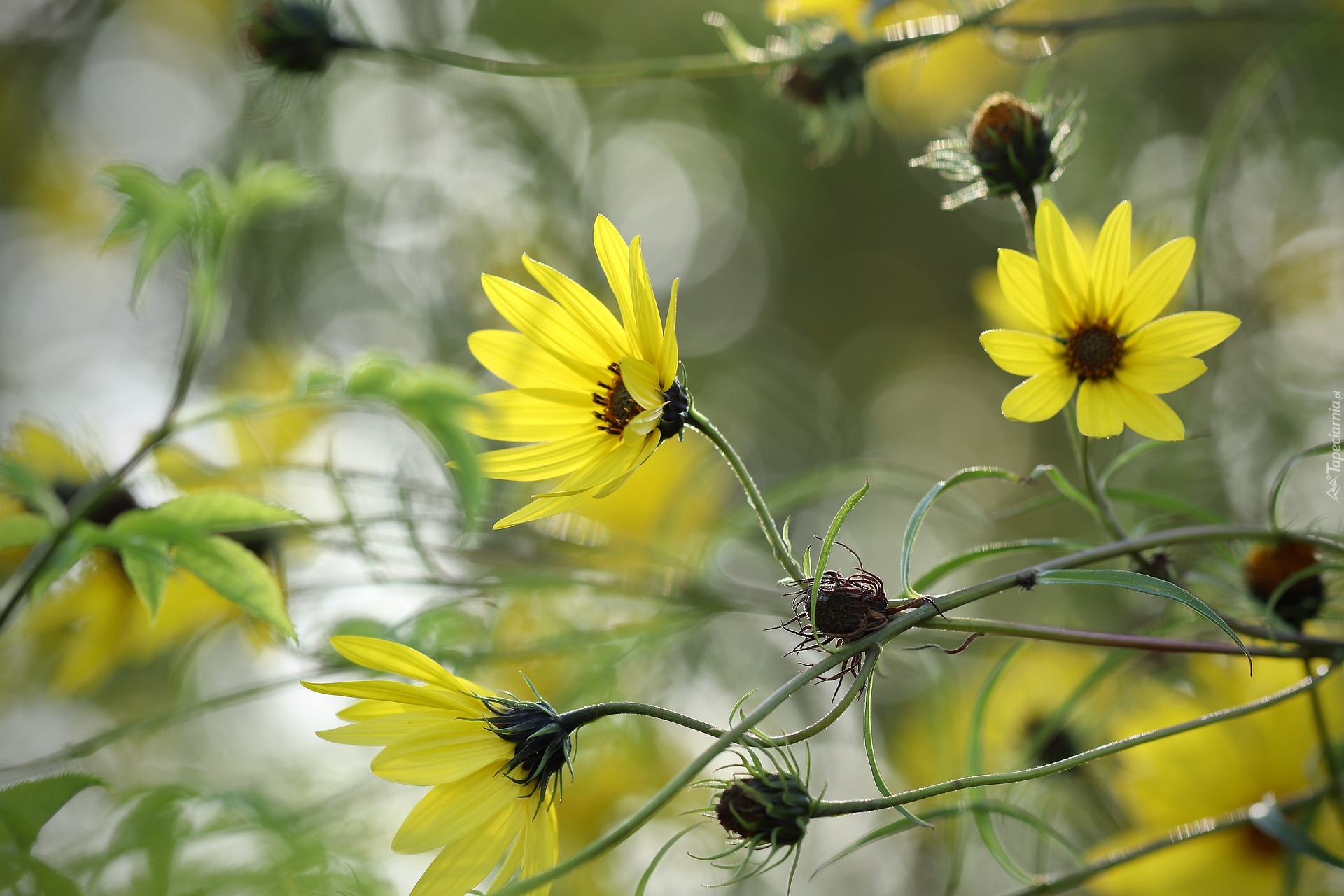 Żółte, Kwiaty, Słonecznik ozdobny, Helianthus, Zbliżenie