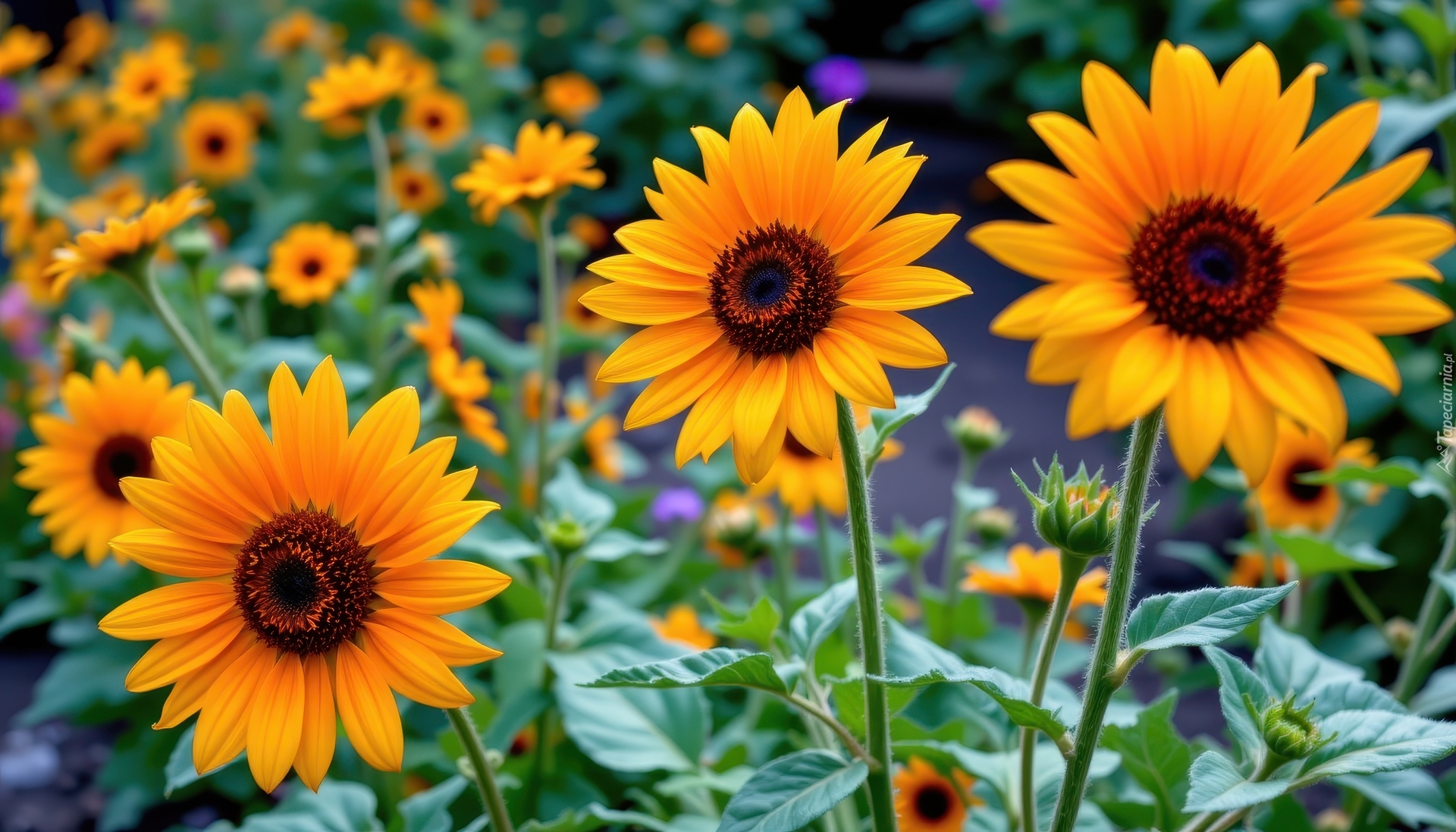 Kwiaty, Słoneczniki ozdobne, Liście