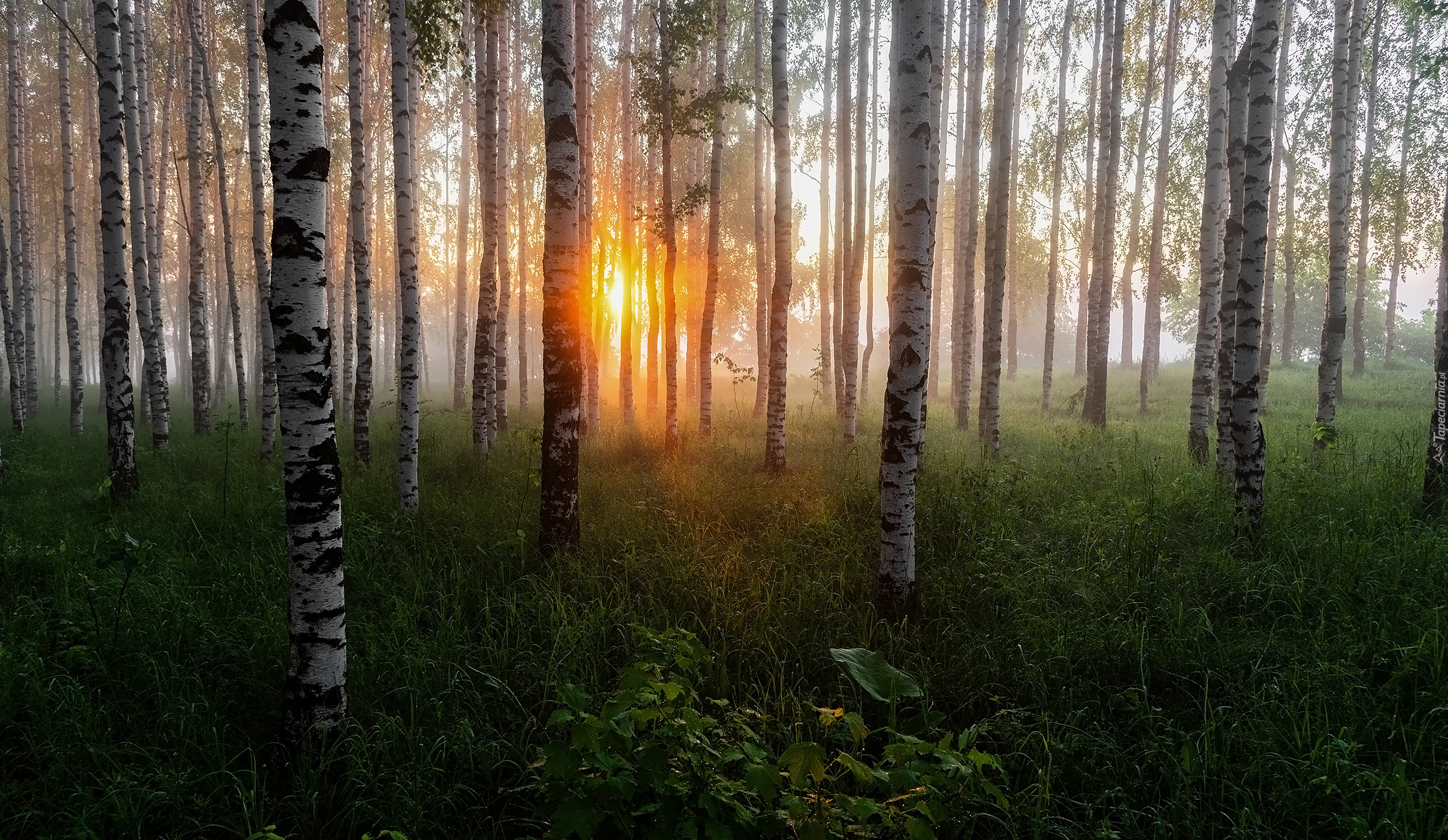 Las, Brzozy, Drzewa, Wschód słońca, Poranek, Rośliny