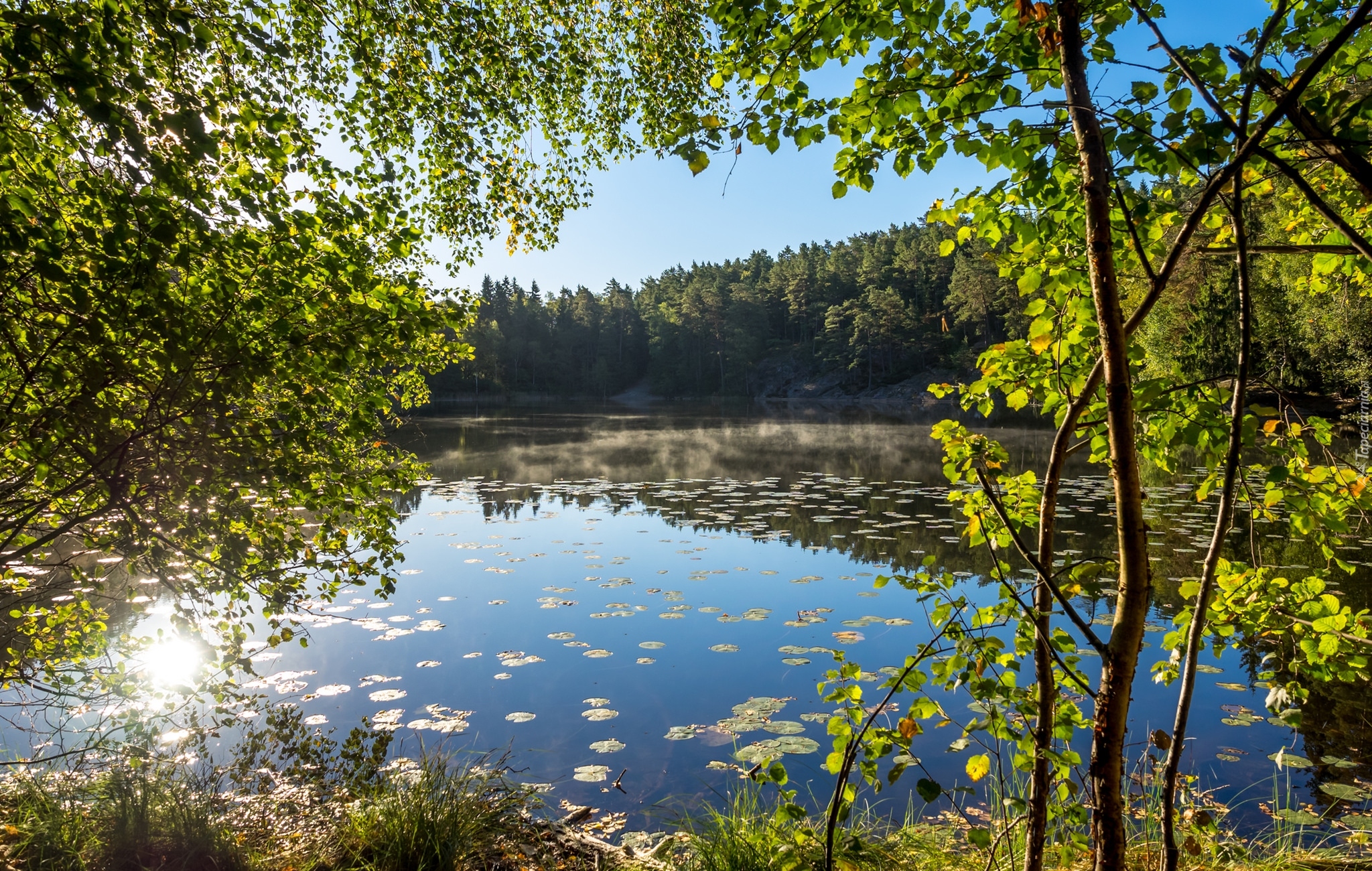 Jezioro, Drzewa, Las, Słoneczny, Dzień