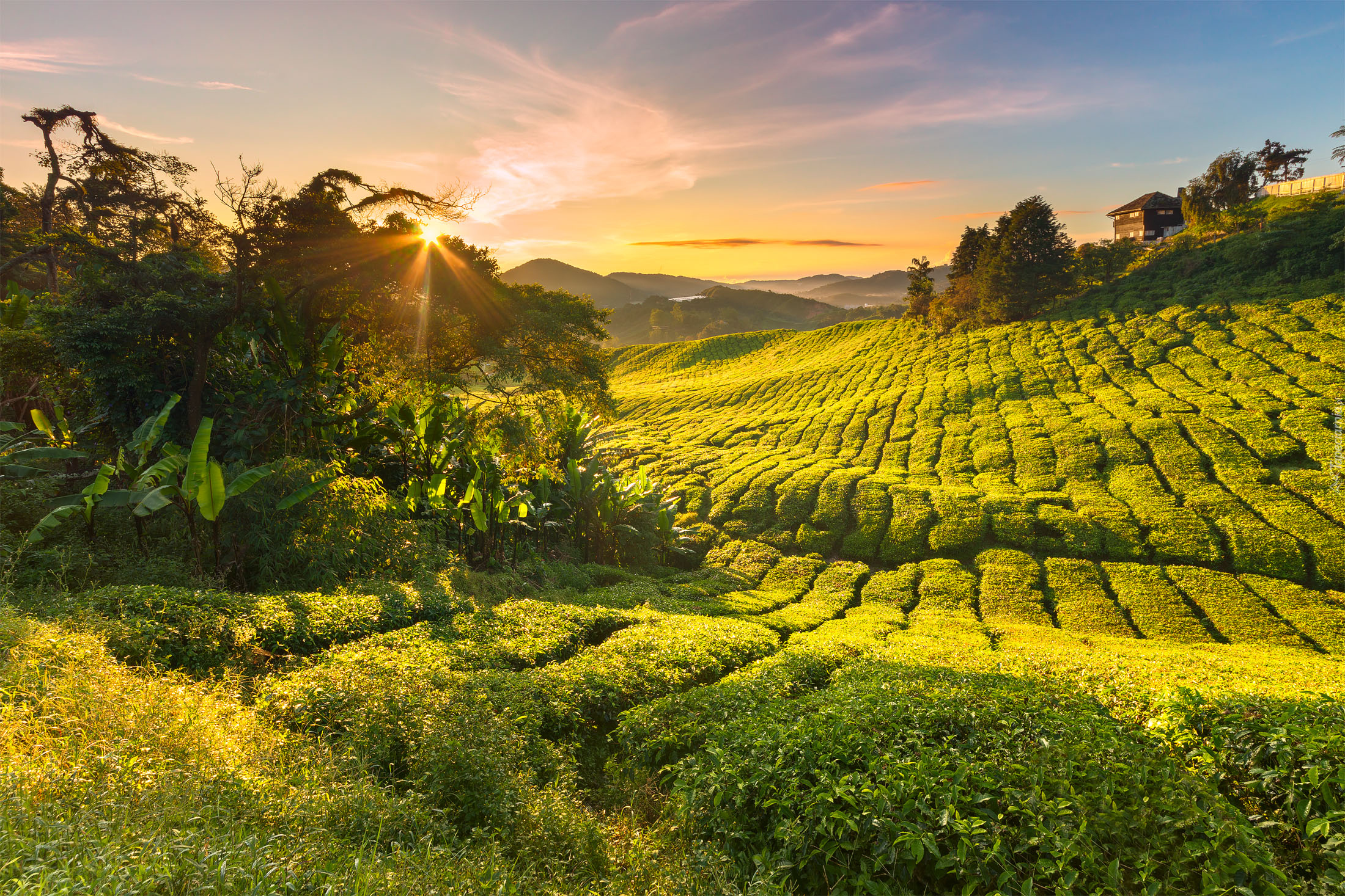 Wzgórza, Drzewa, Plantacja herbaty, Domy, Promienie słońca, Cameron Highlands, Stan Pahang, Malezja