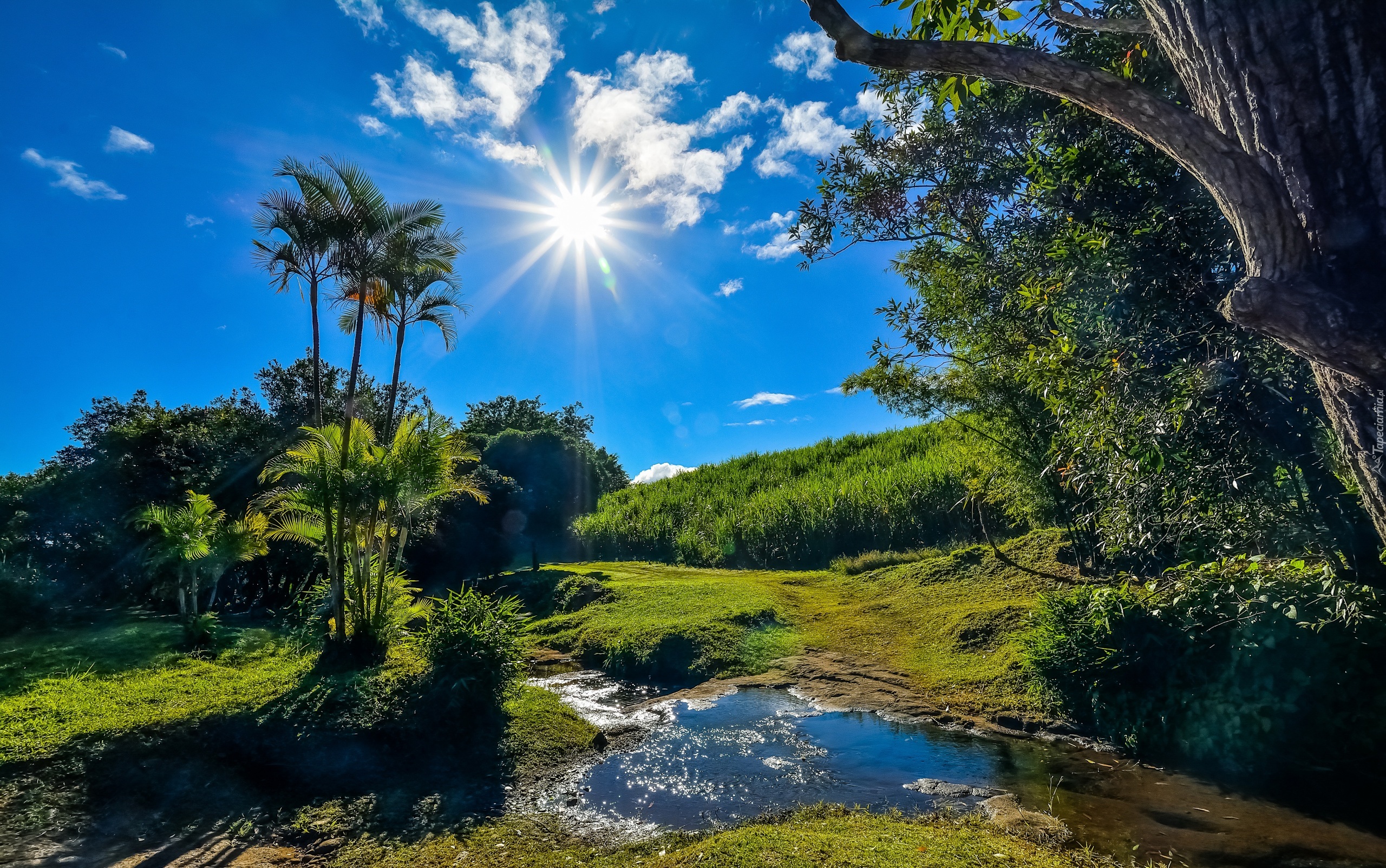 Afryka, Francuska, Wyspa Reunion, Saint-Benoît, Potok, Promienie słońca, Drzewa, Krzewy