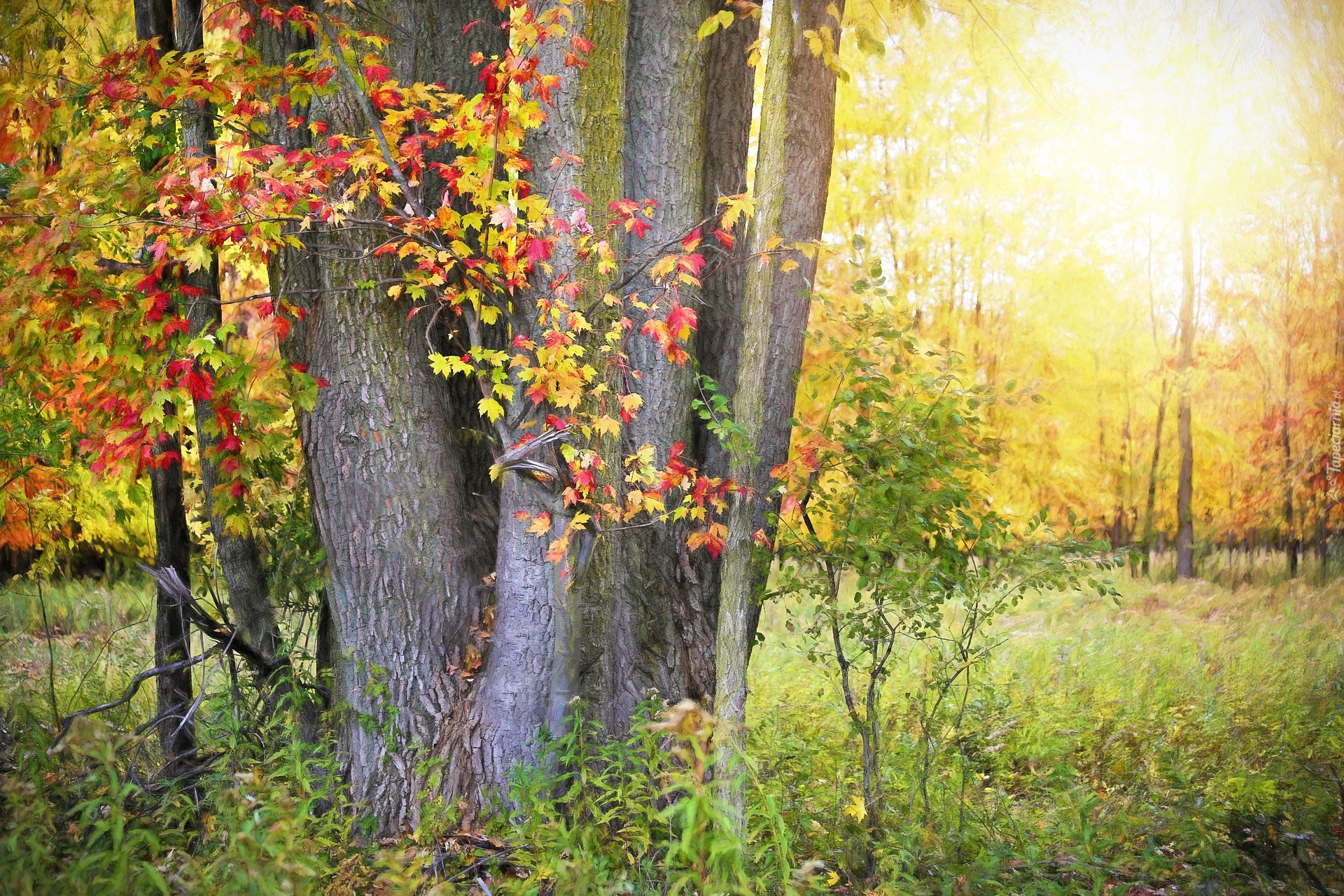Jesień, Drzewa, Kolorowe, Liście, Rośliny, Słońce