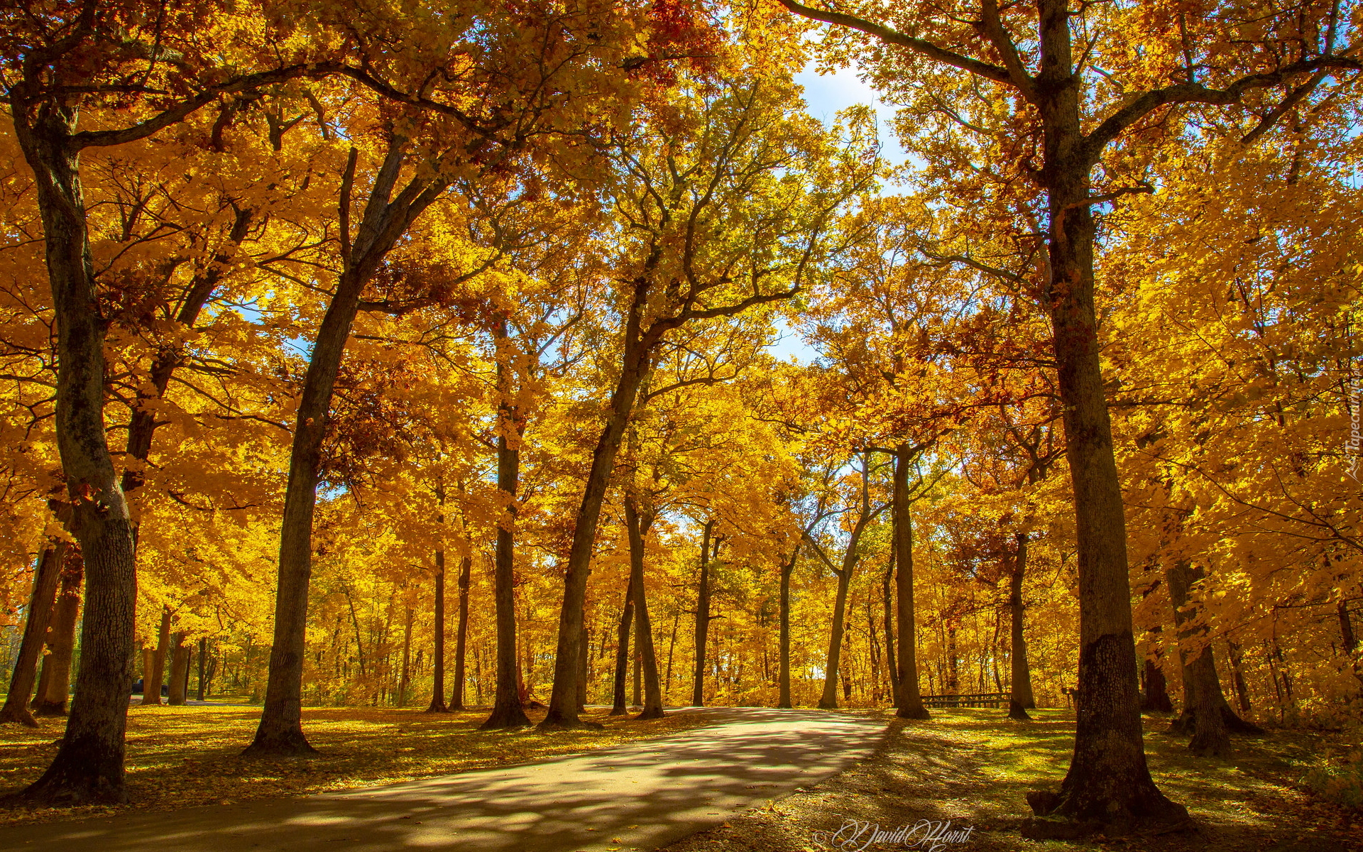 Jesień, Pożółkłe, Drzewa, Park, Słoneczny, Dzień