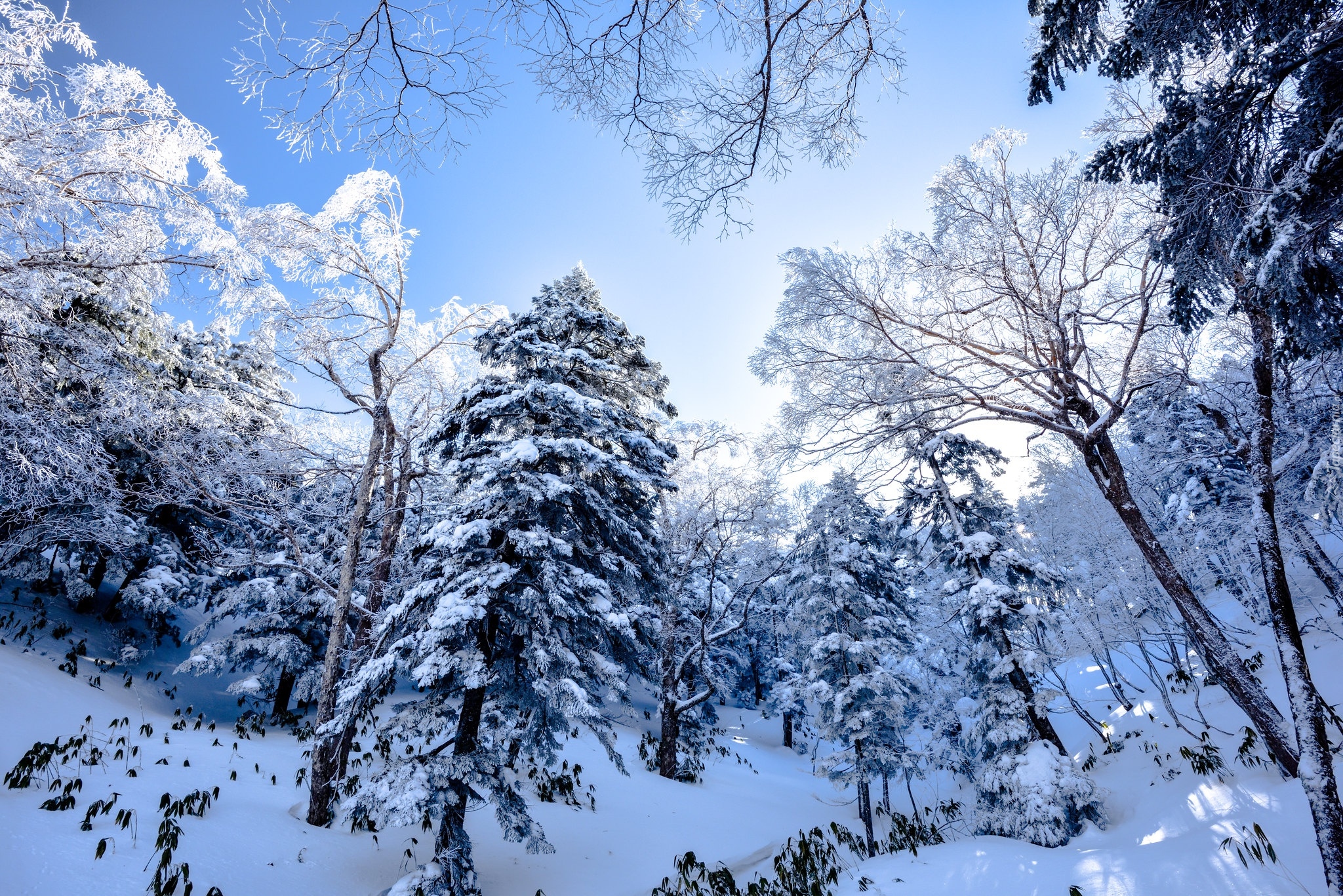 Zima, Śnieg, Drzewa, Ośnieżony, Las