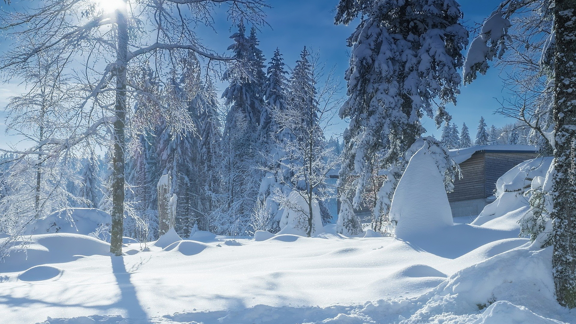 Śnieg, Drzewa, Drewniana, Chata, Słoneczny, Dzień, Zima