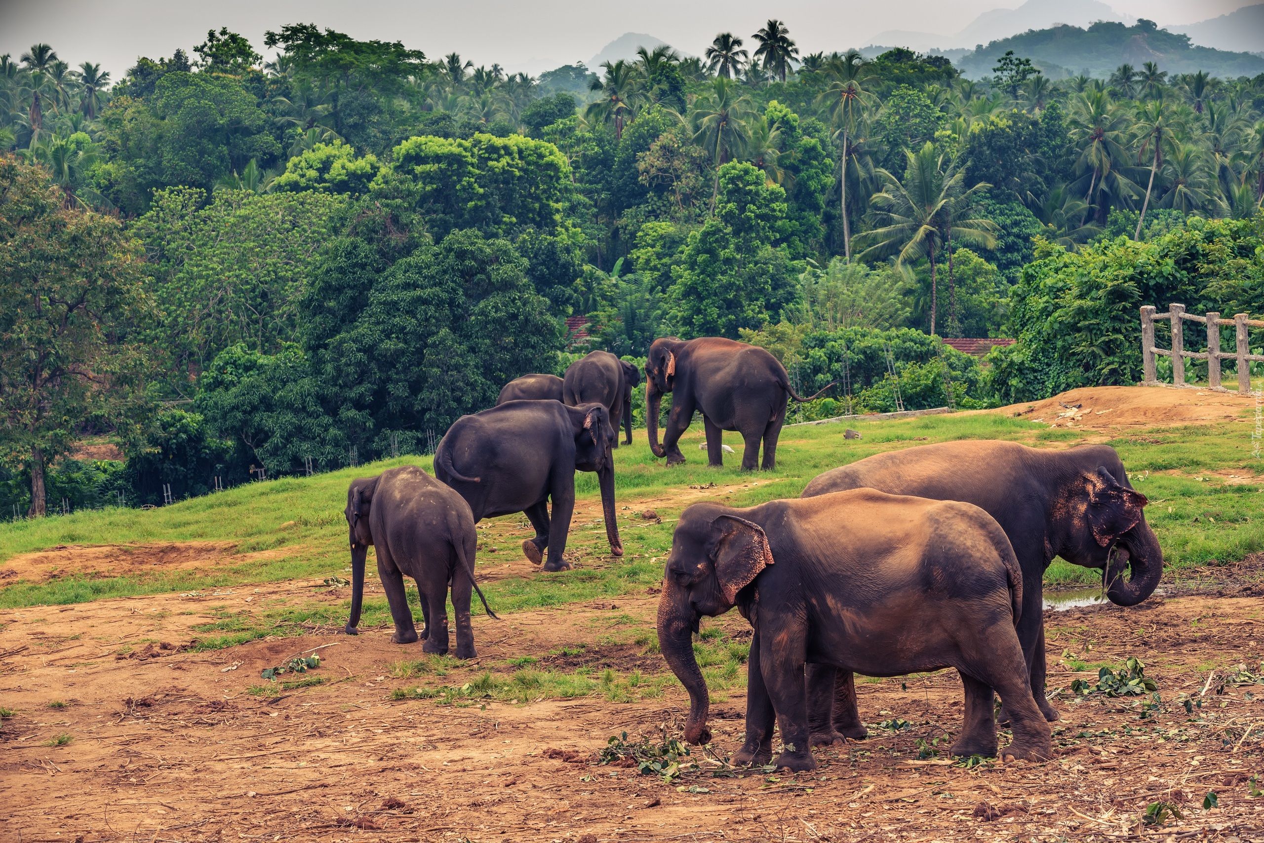 Sri Lanka, Słonie, Pinnawala, Drzewa, Palmy