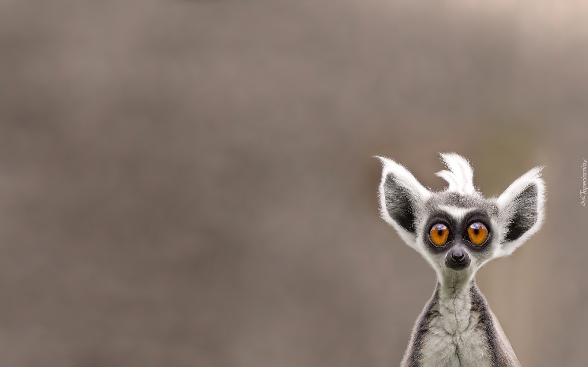 Śmieszny, Lemur