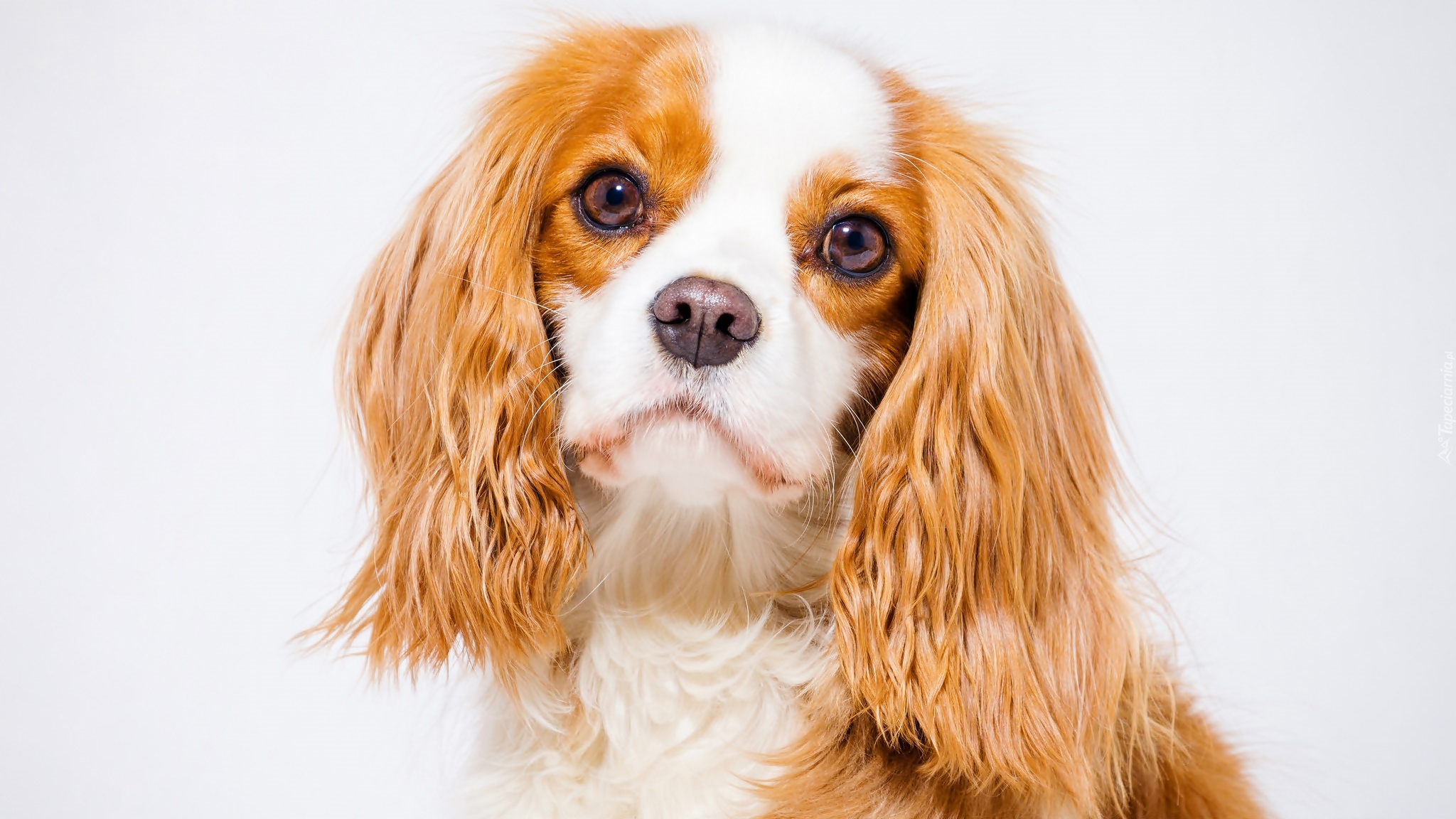 Szczeniak, Portret, Cavalier king charles spaniel