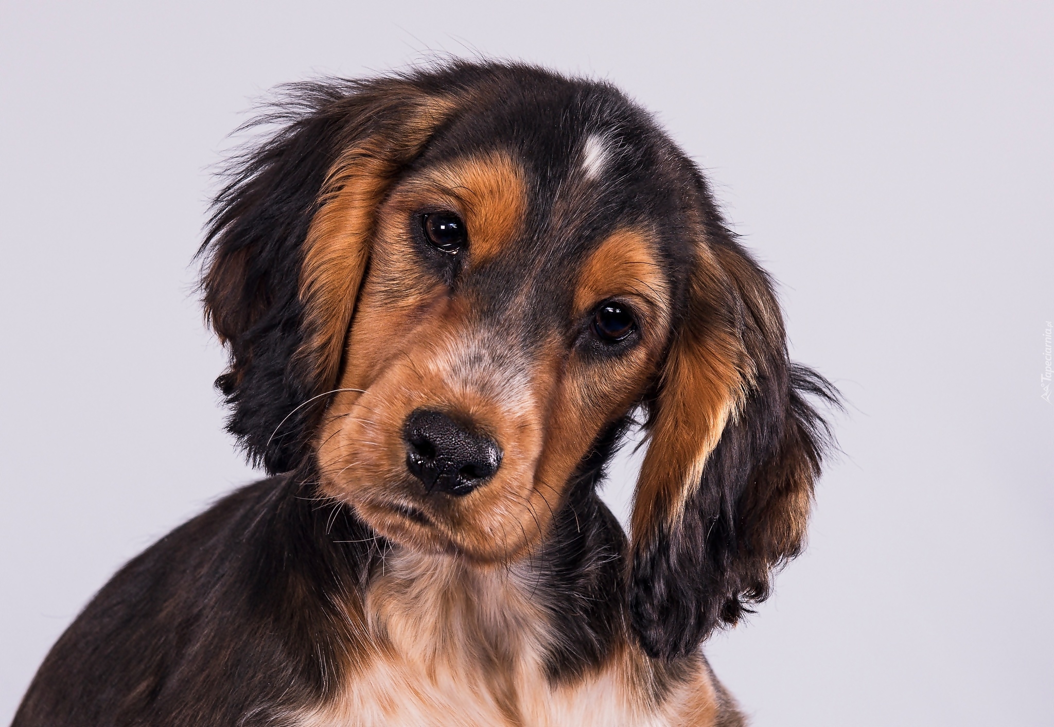 Cocker spaniel, Słodki, Szczeniak, Smutny