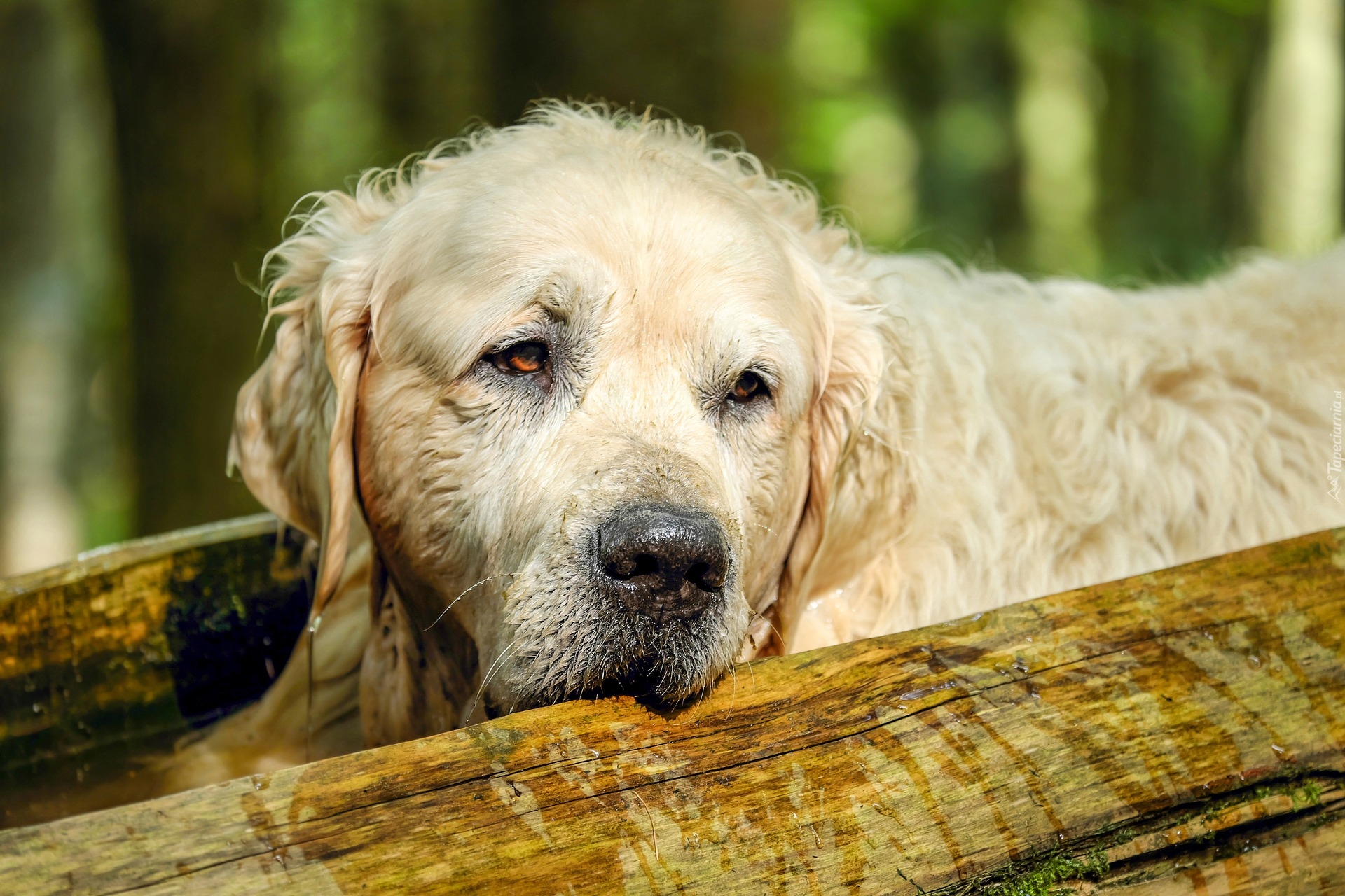 Smutny, Pies, Golden retriever