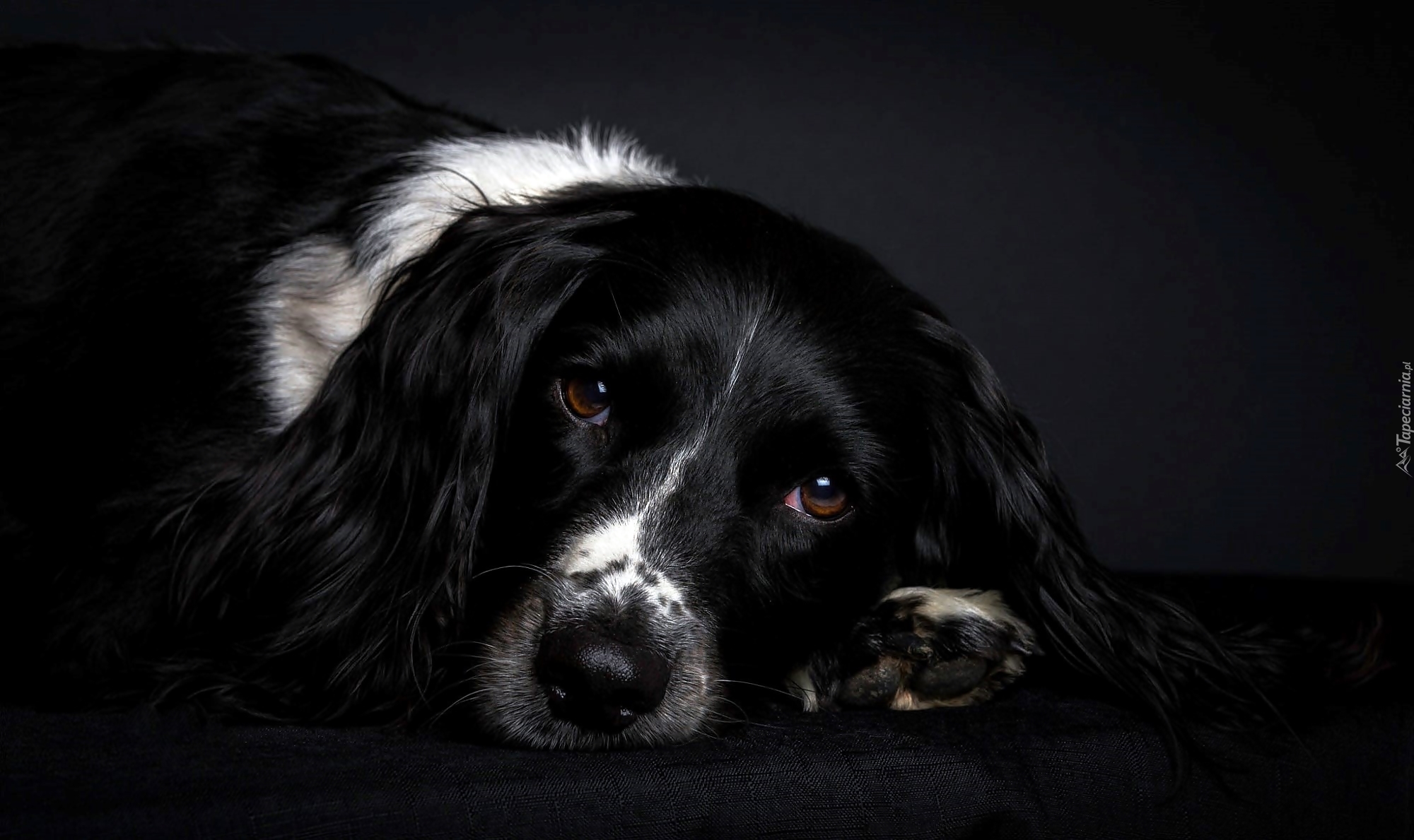 Angielski, Springer spaniel, Smutne, Oczy