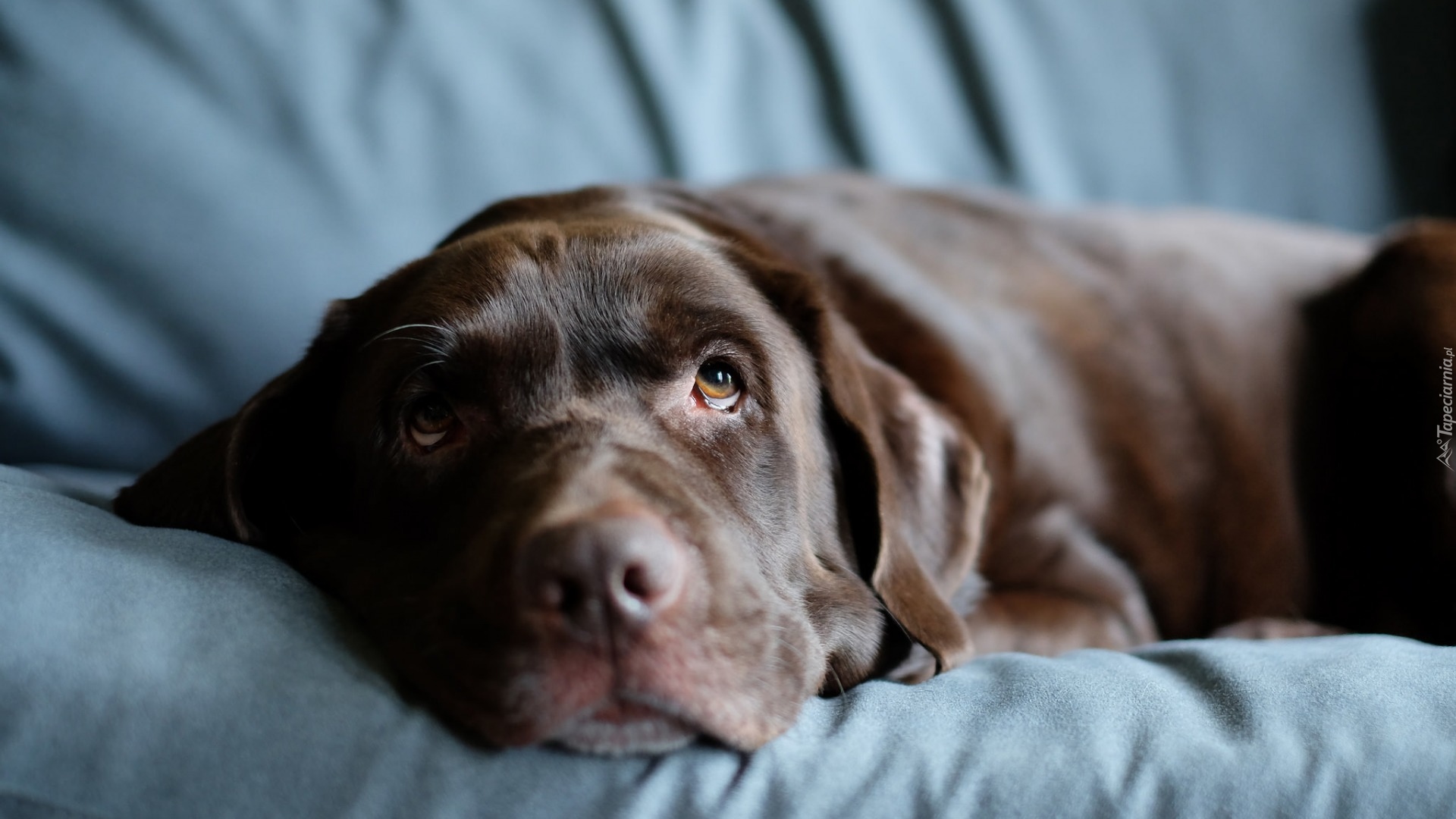 Smutny, Labrador retriever, Spojrzenie, Rozmycie