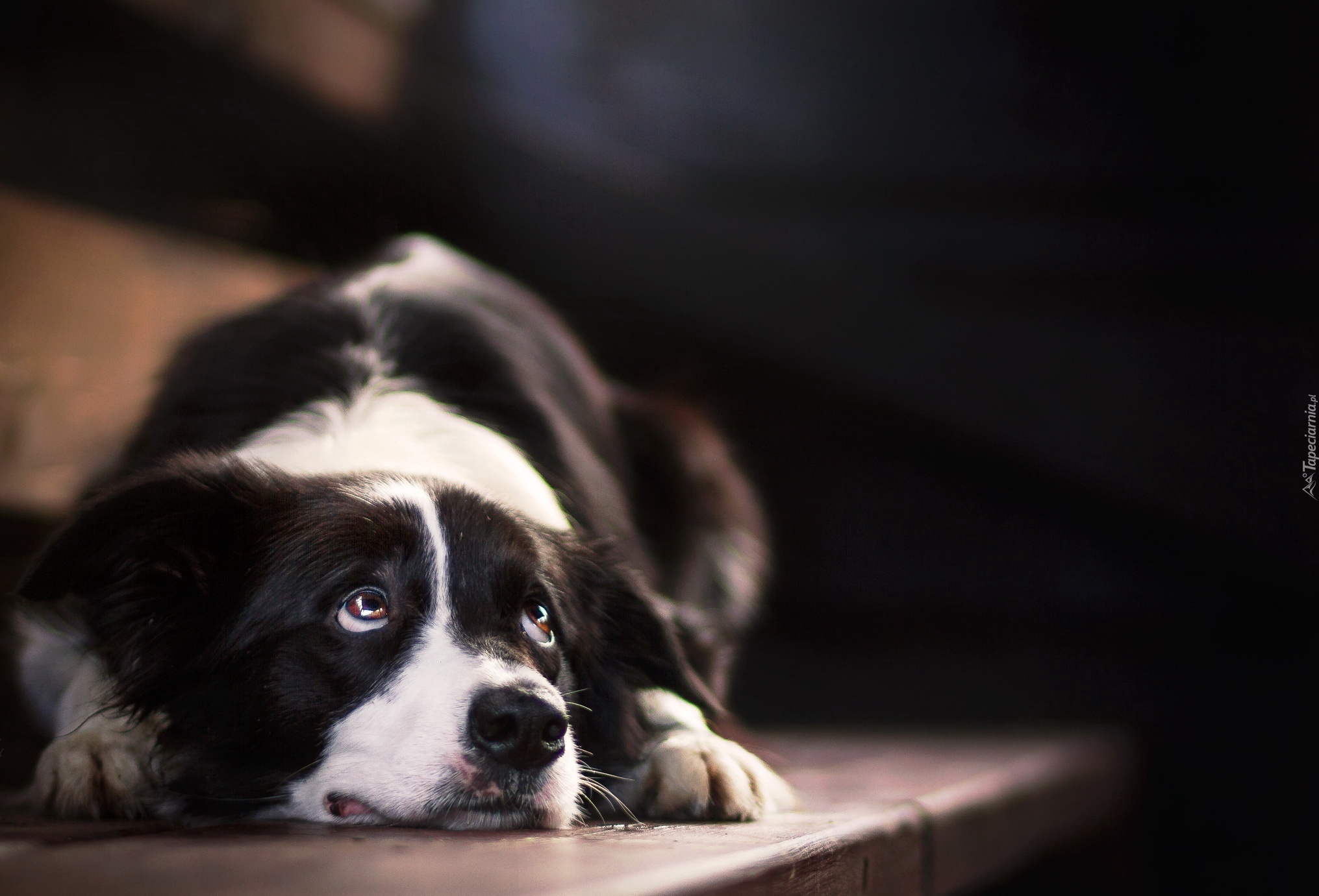 Leżący, Border collie