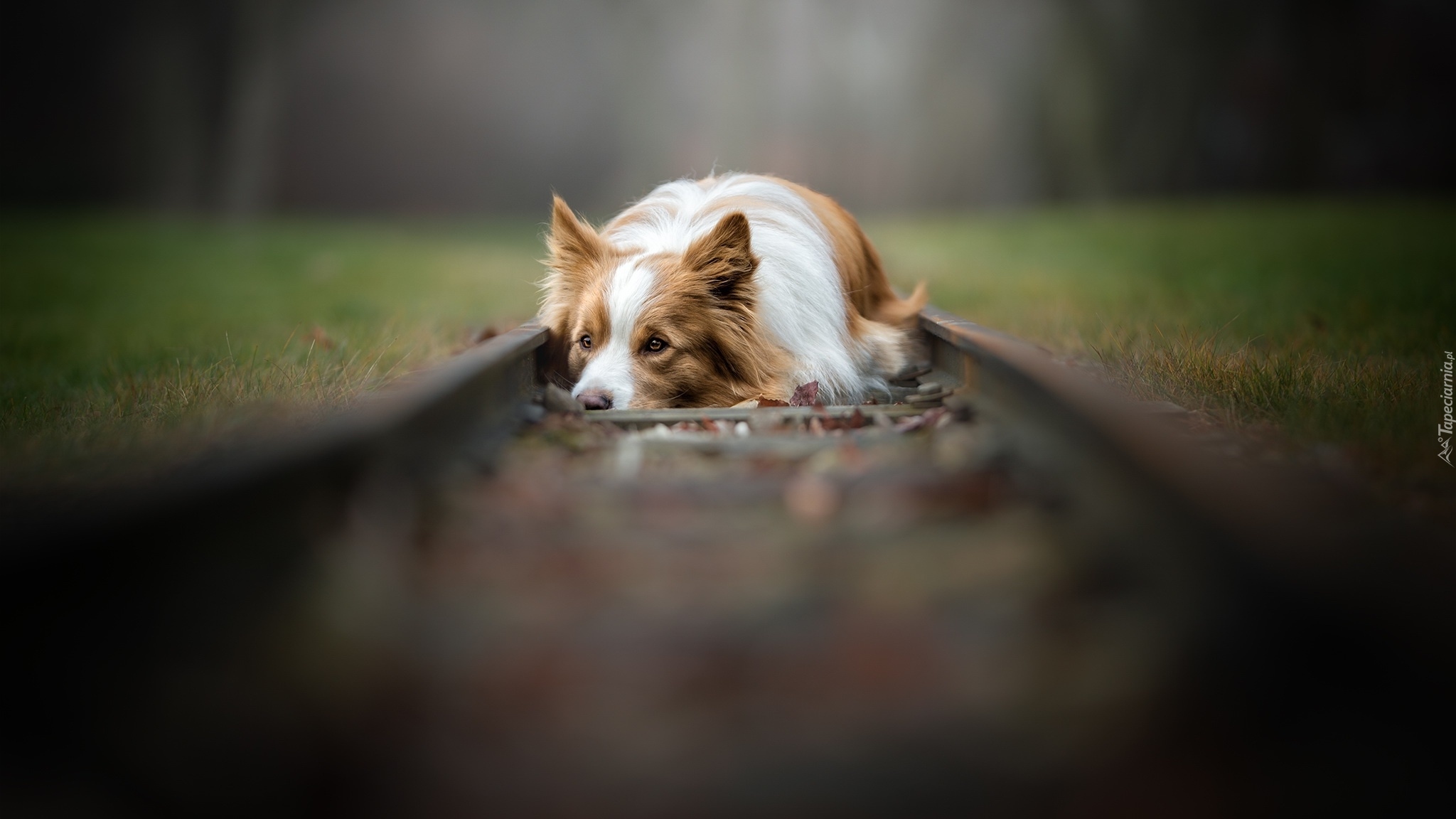 Pies, Border collie, Tory, Trawa