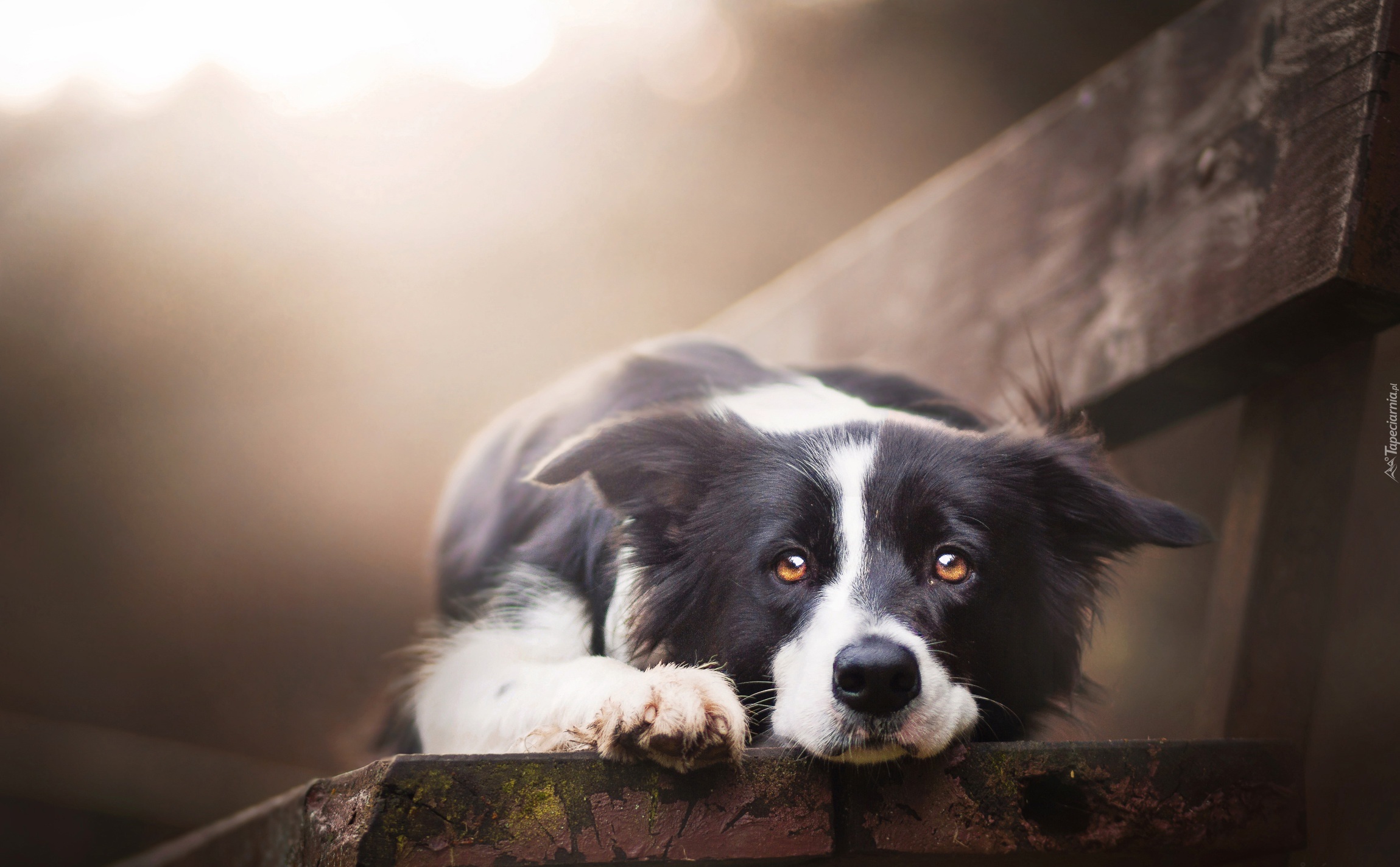 Border collie, Ławka