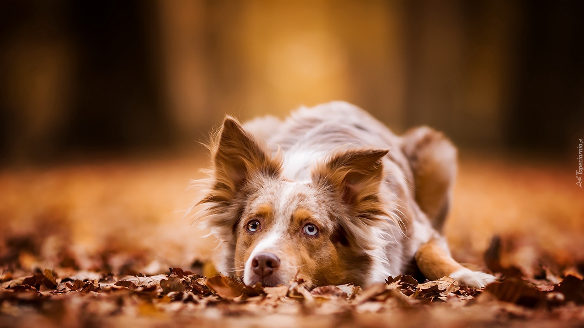 Brązowy, Border collie, Ściółka