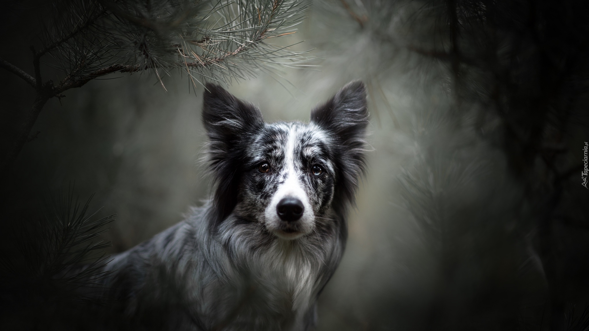 Pies, Border collie, Mordka, Gałązki, Rozmyte, Tło