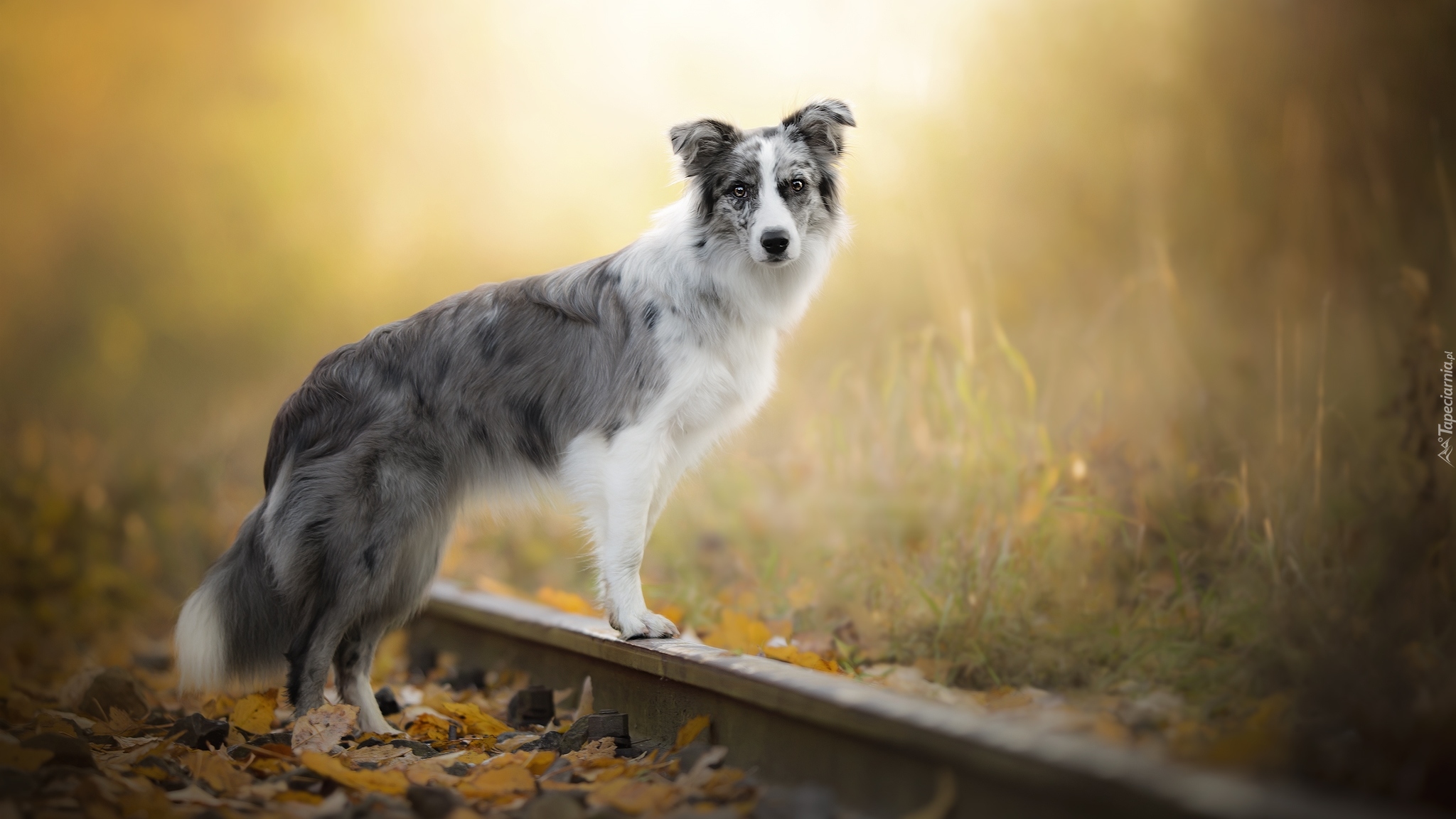 Border collie, Pies, Tory