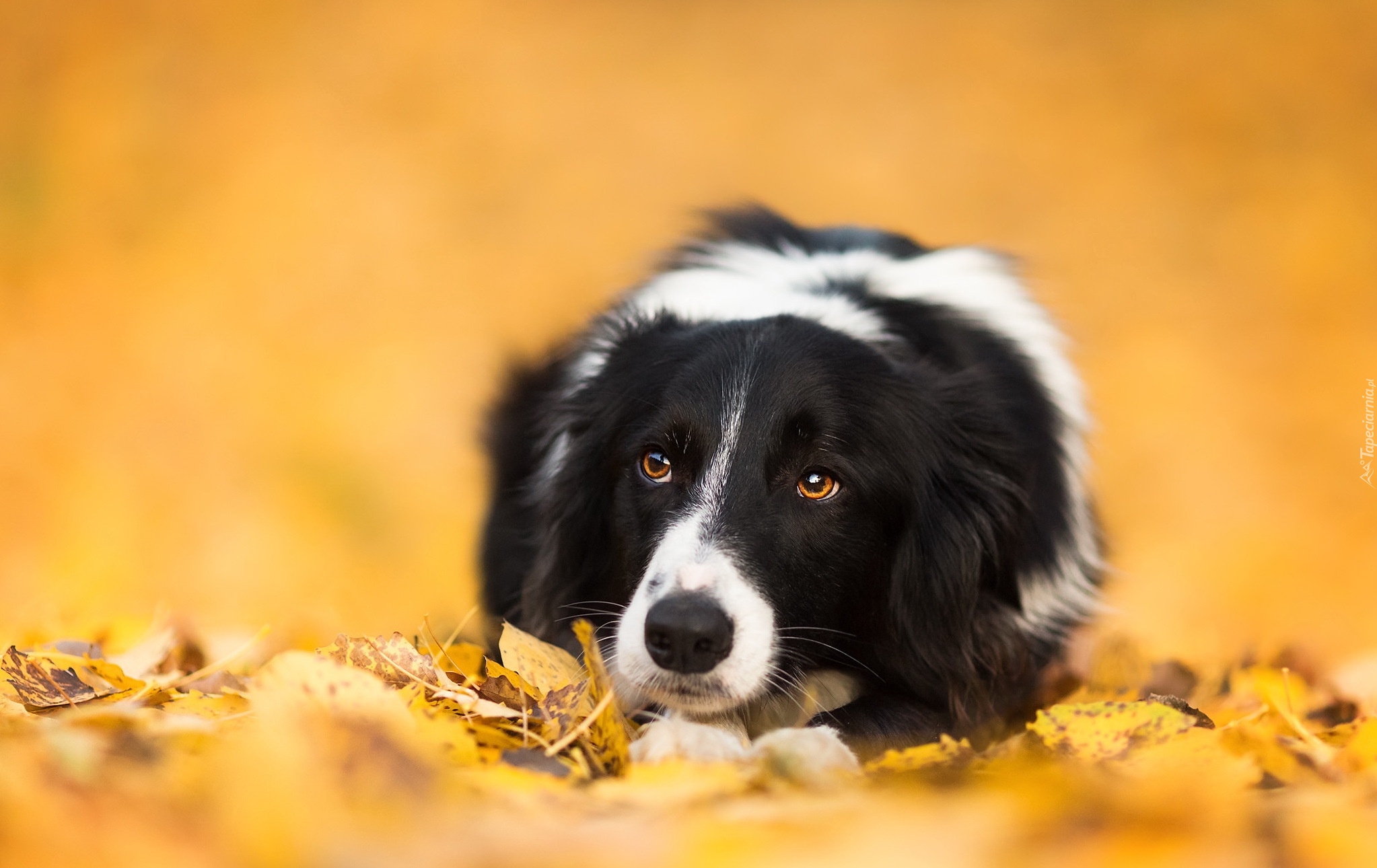 Leżący, Border collie, Liście