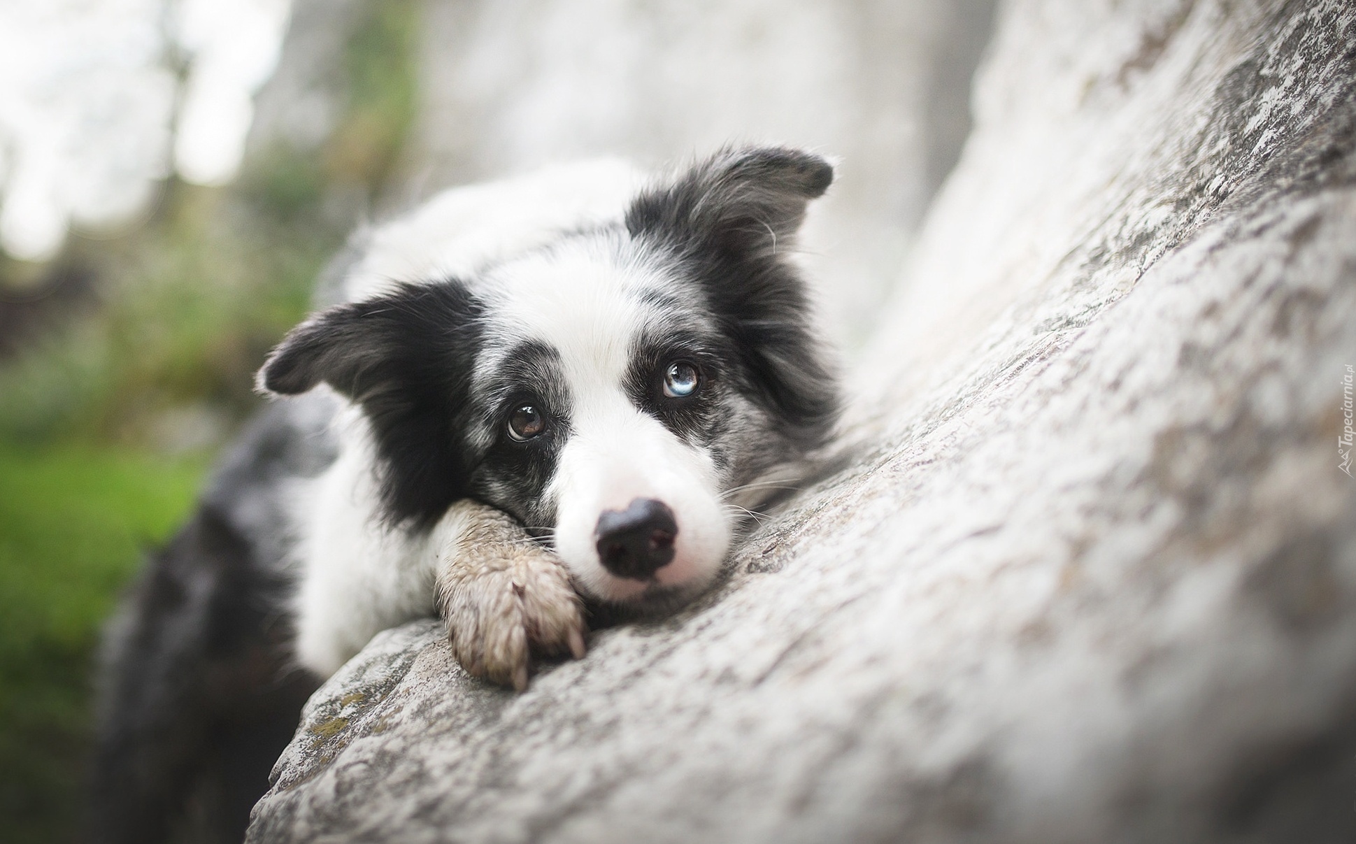 Border collie, Pyszczek, Kamień