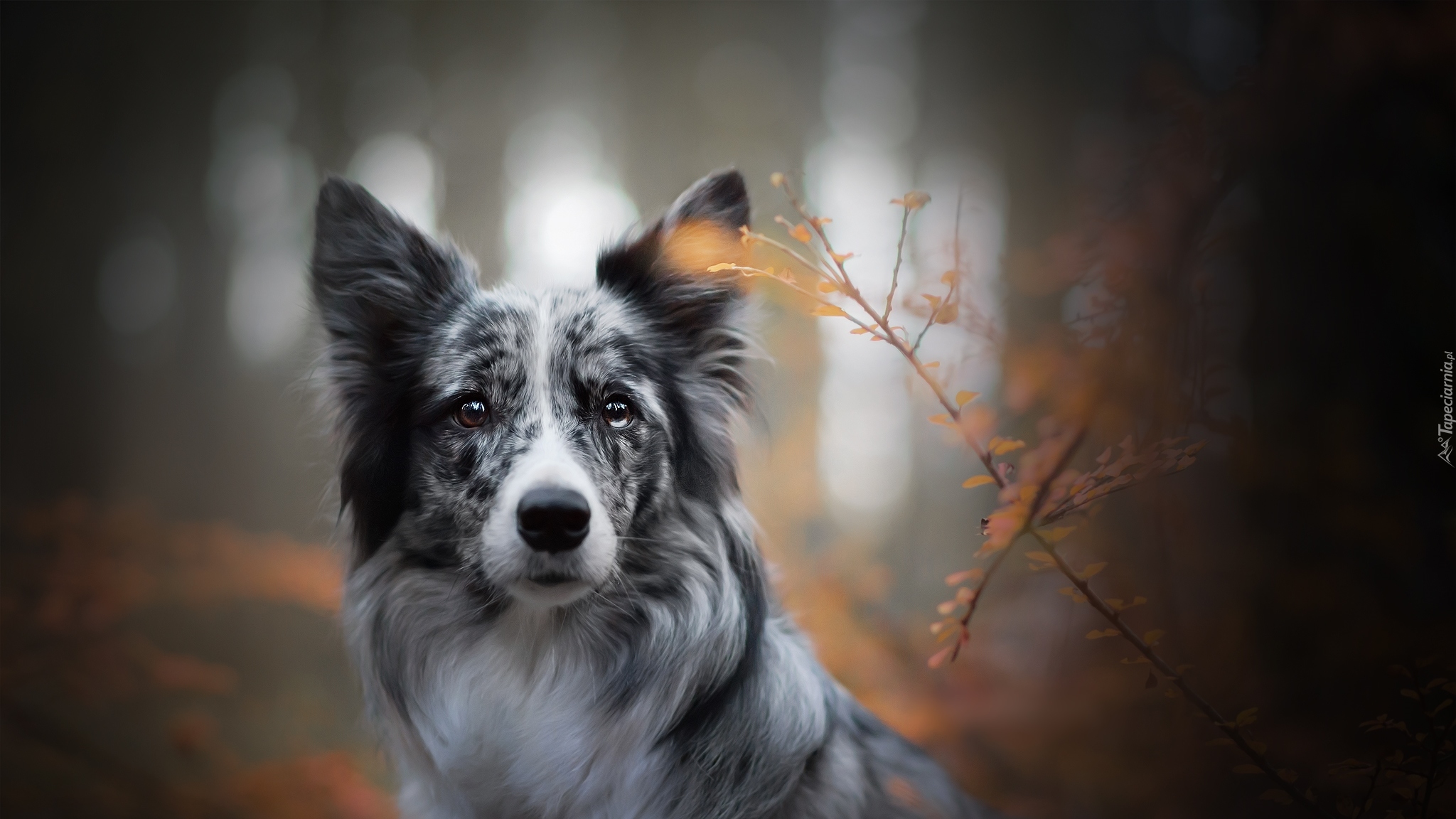 Pies, Border collie, Rośliny