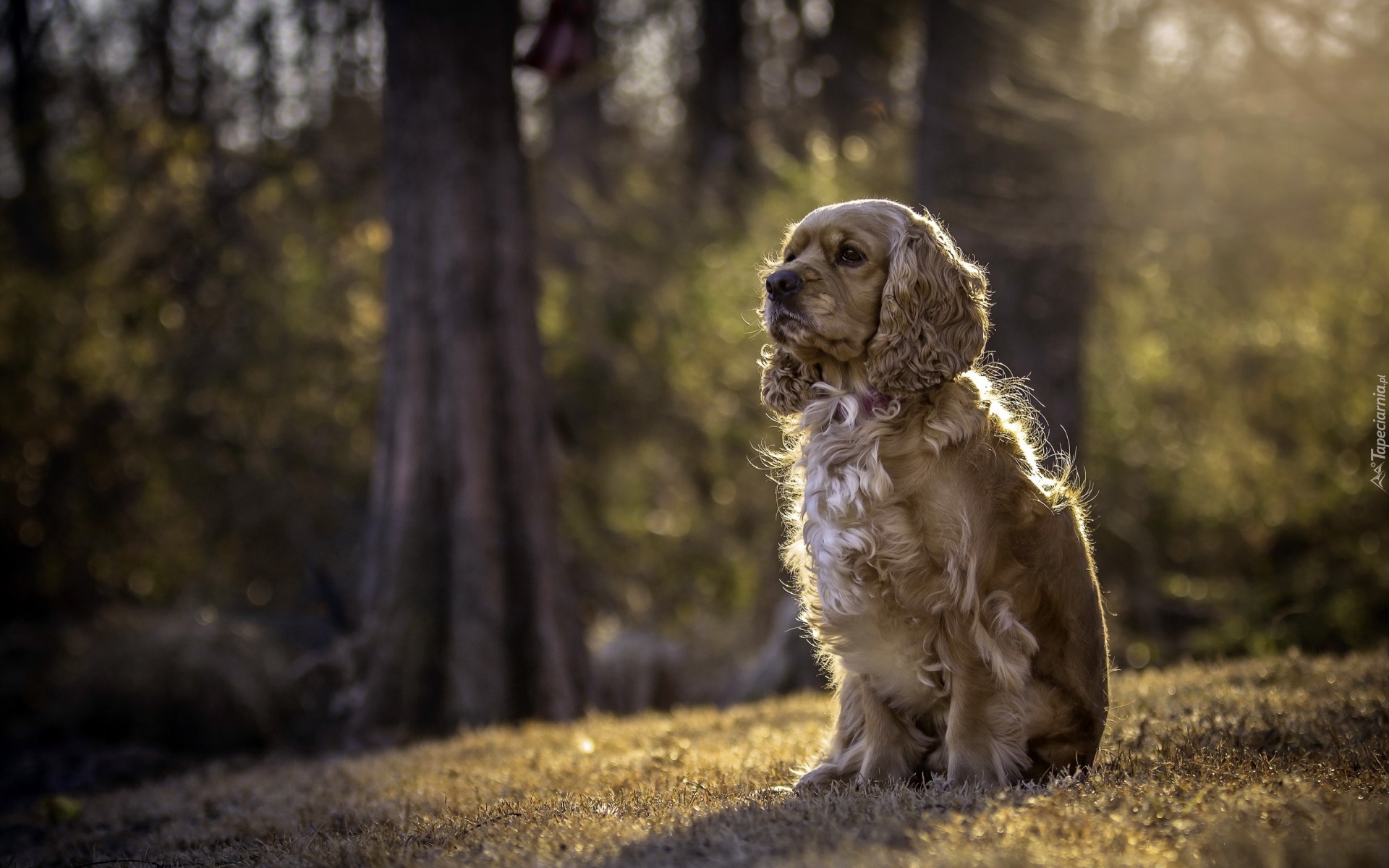 Cocker spaniel amerykański