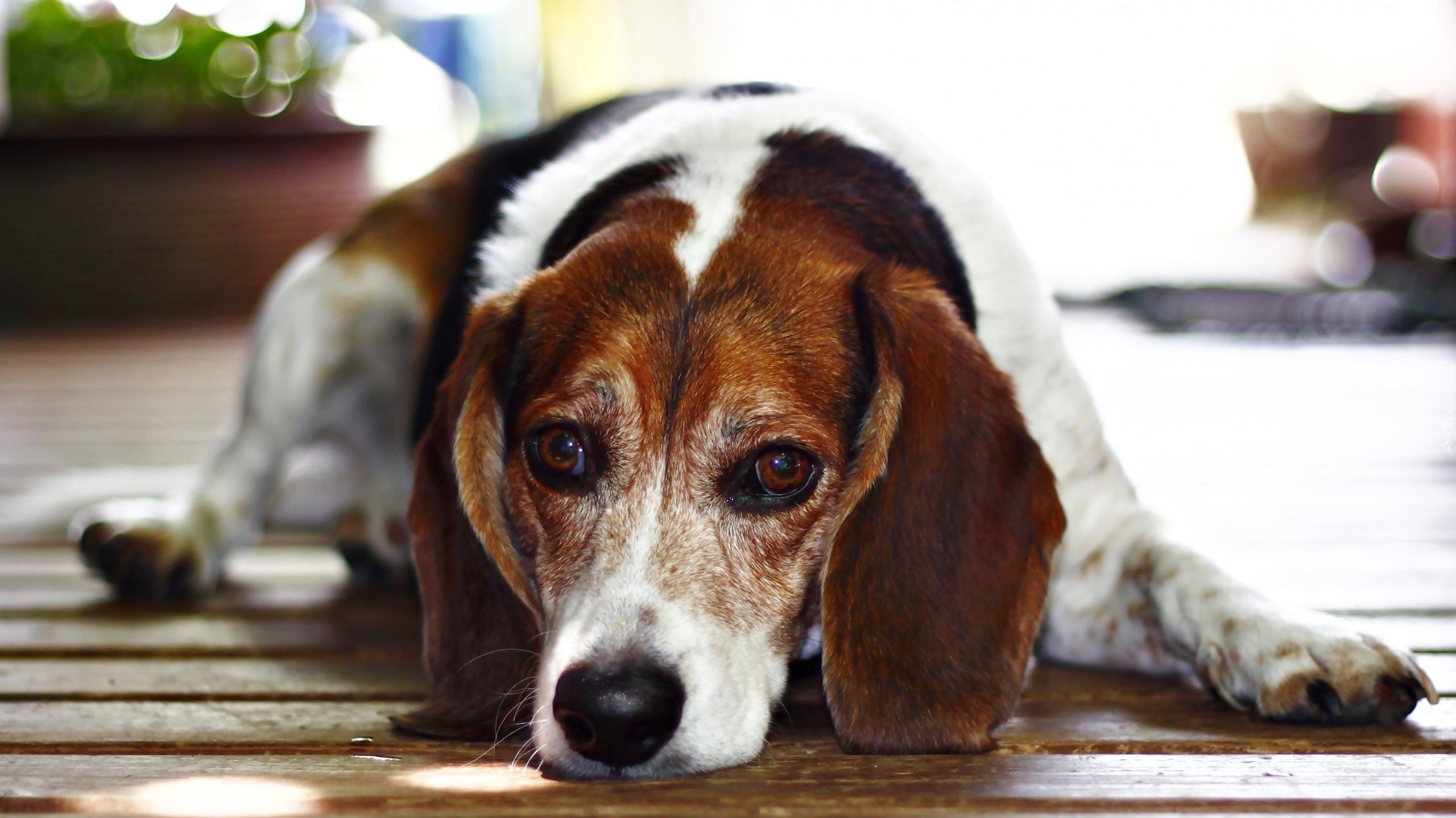 Leżący, Pies, Beagle