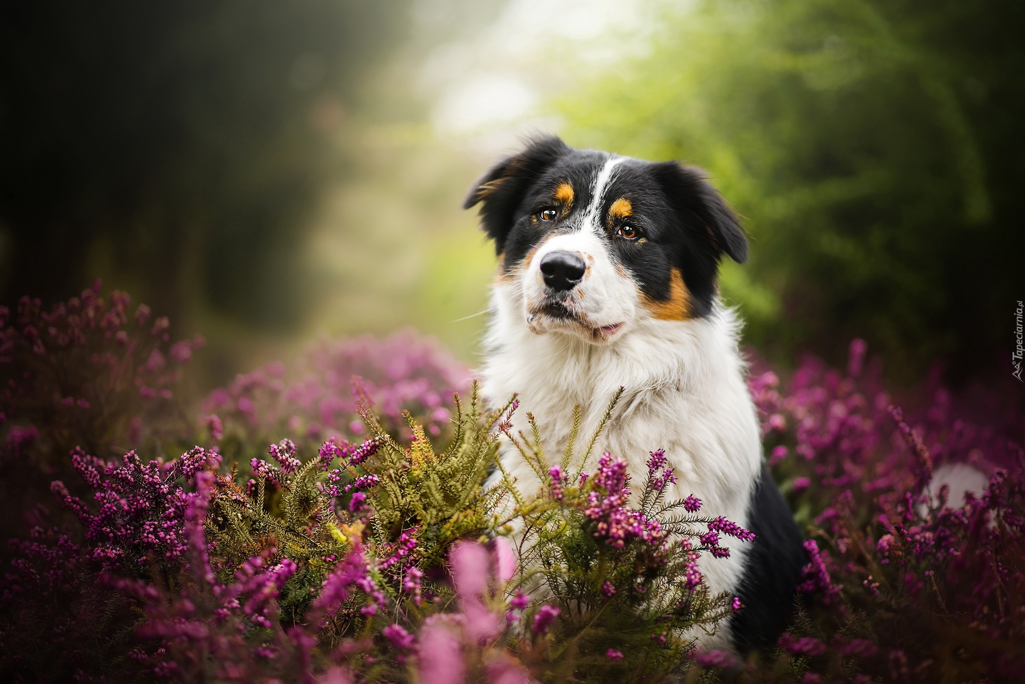 Owczarek australijski, Australian shepherd, Wrzos