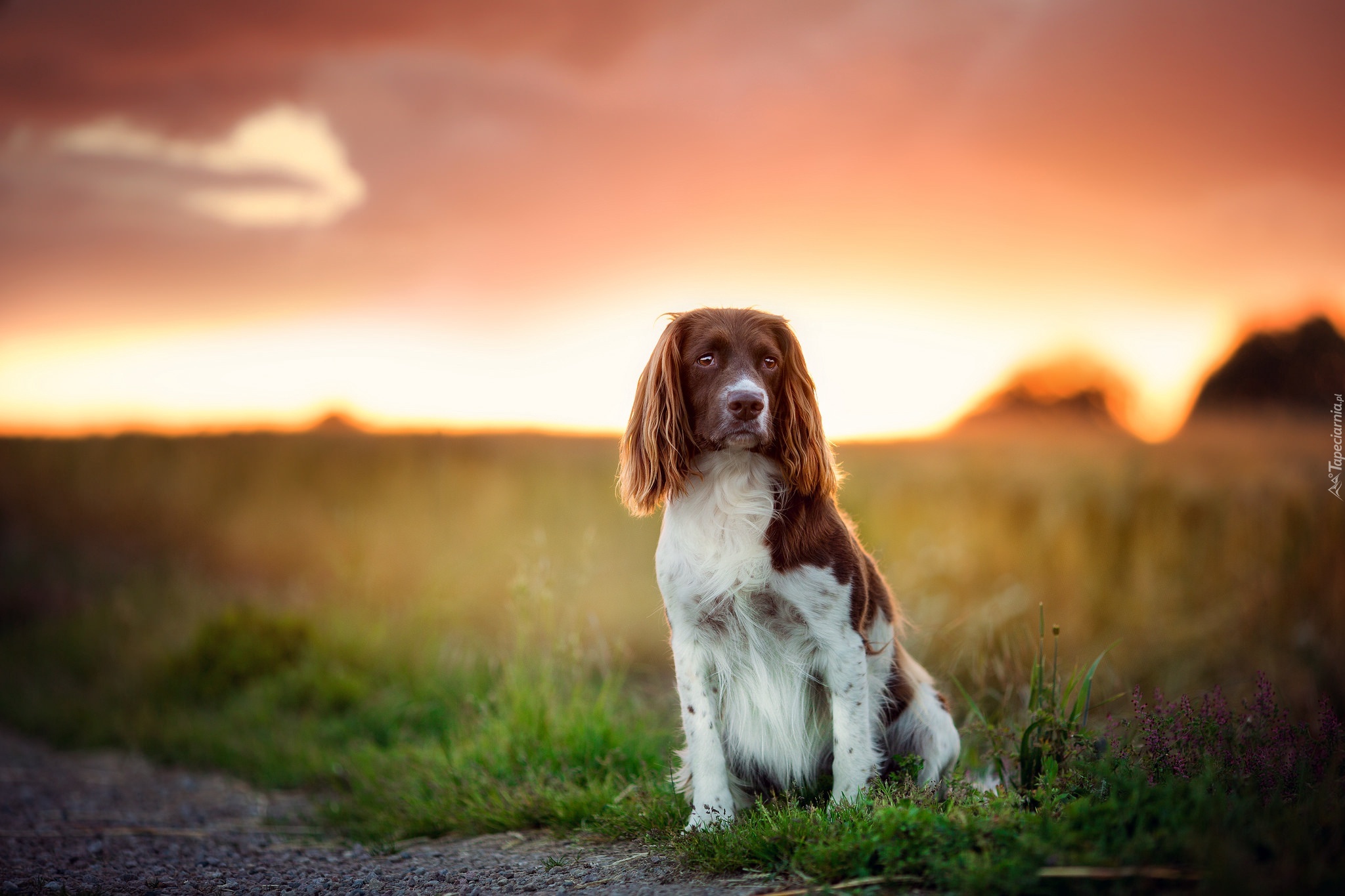 Springer spaniel walijski, Pole, Trawa