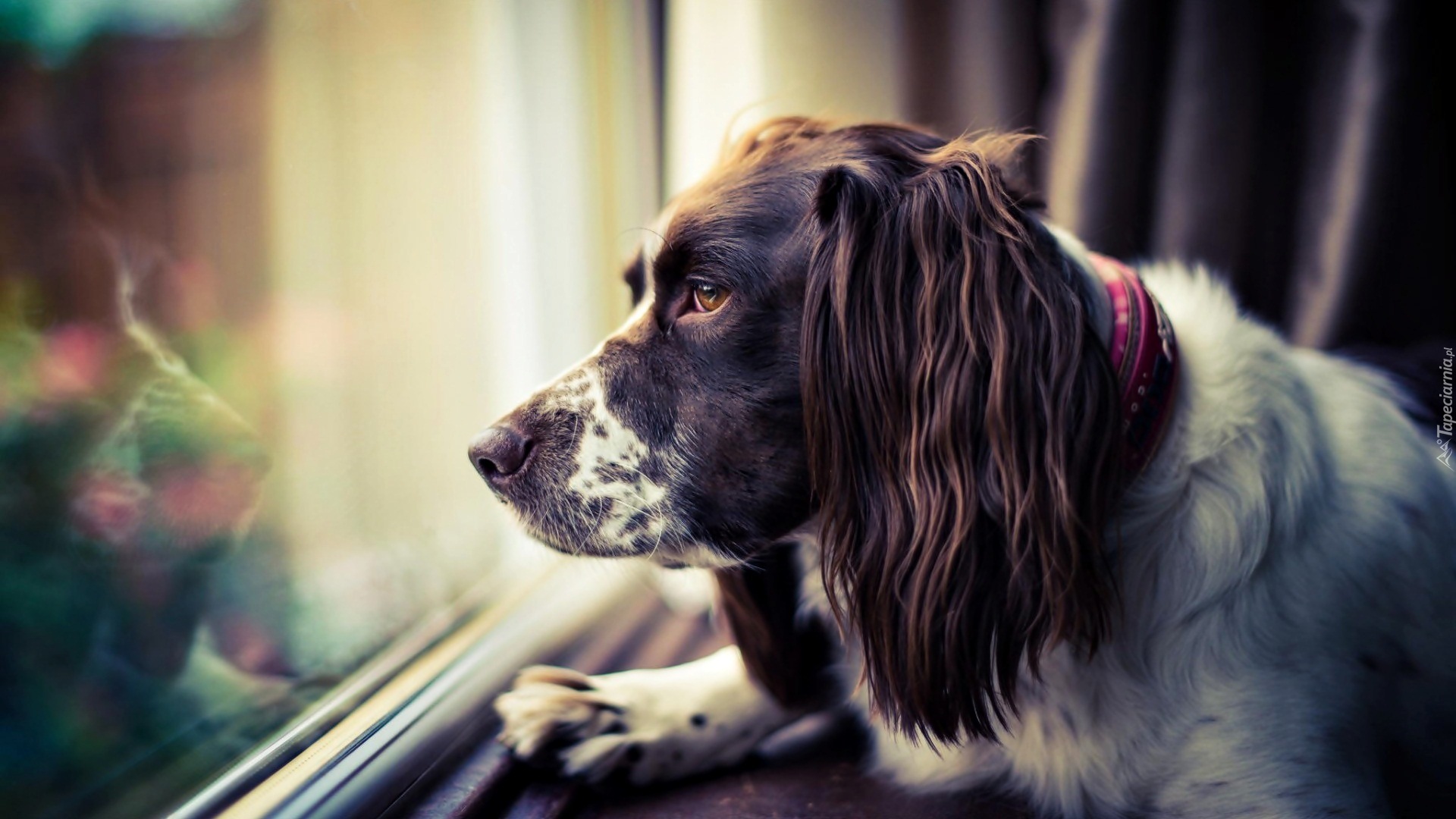 Smutny, Springer spaniel, Okno
