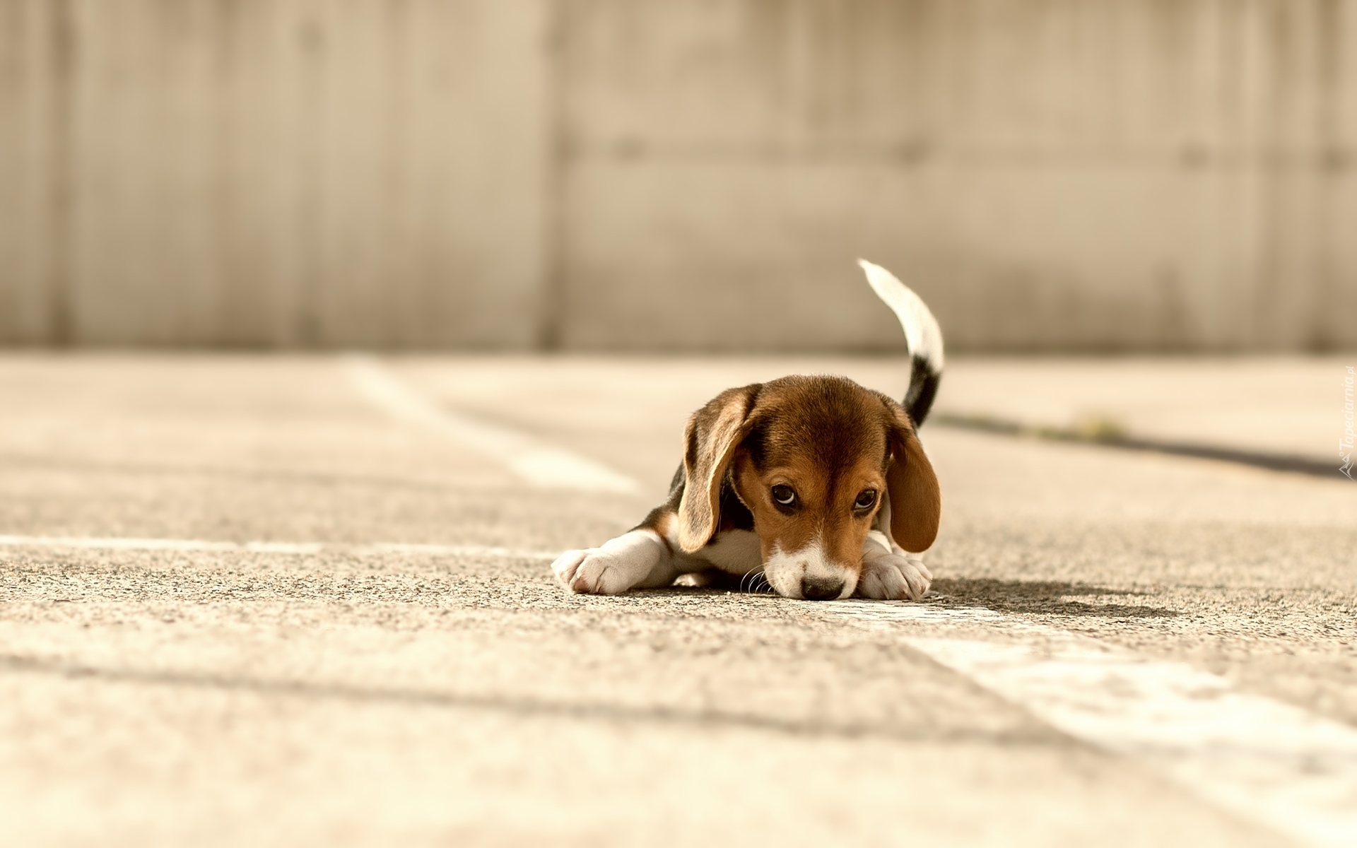 Szczeniak, Beagle