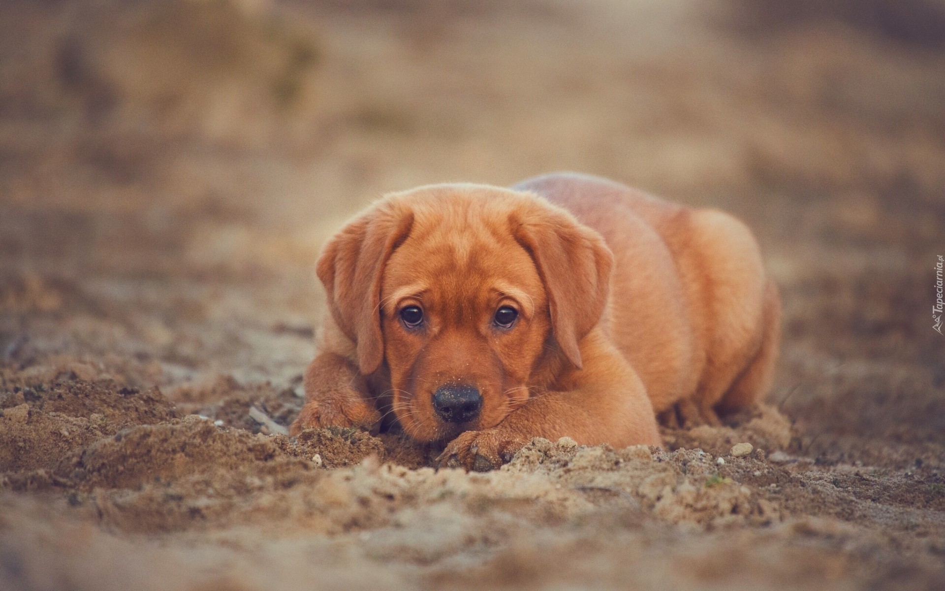 Labrador retriever, Brązowy, Uszy, Długie, Szczeniak