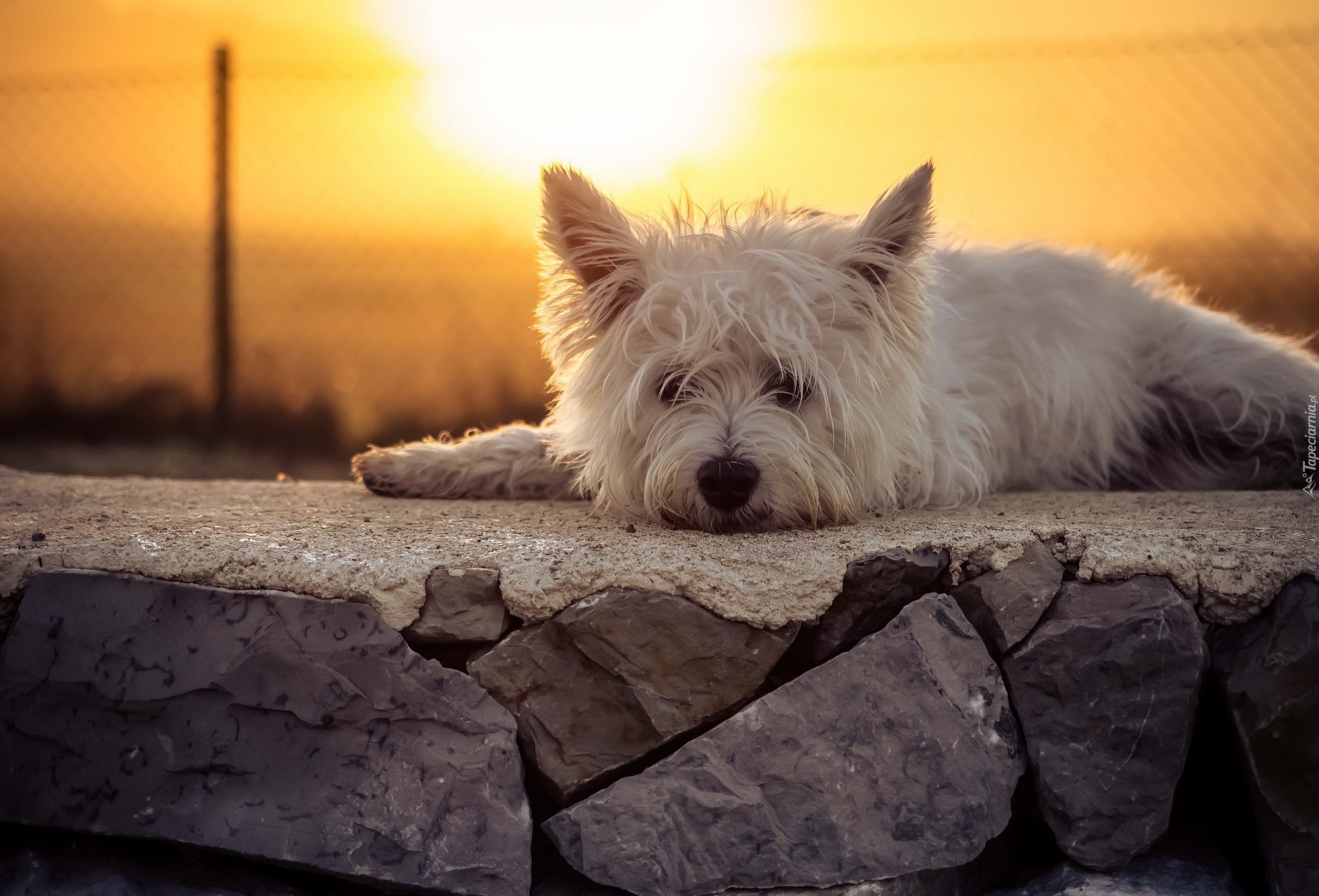 West Highland White terrier, Murek, Słońce