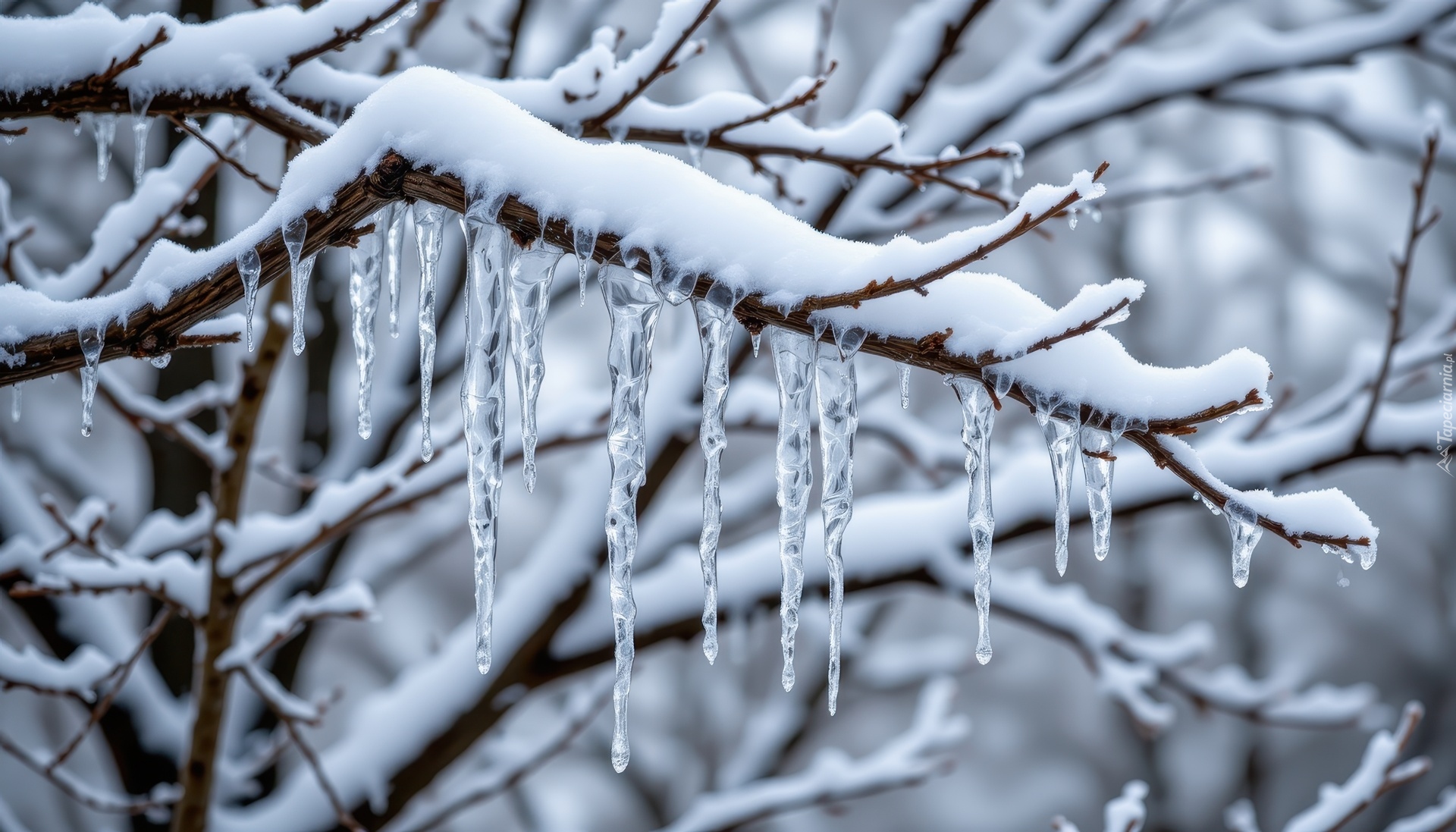 Gałęzie, Sople, Śnieg, Zima, Grafika AI