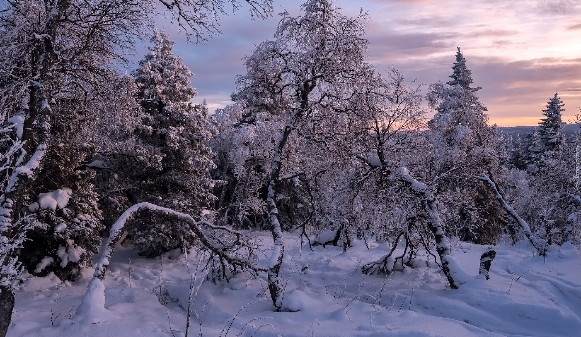 Las, Śnieg, Ośnieżone, Drzewa, Zima