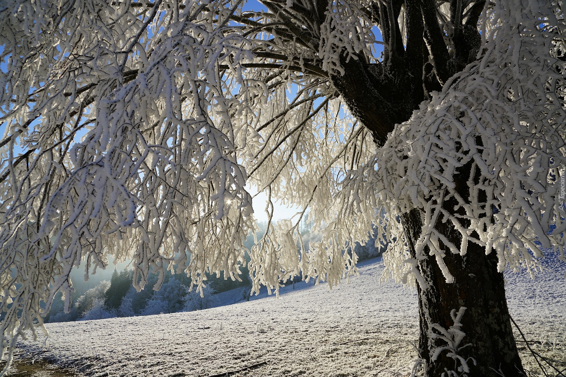 Zima, Śnieg, Drzewo, Ośnieżone, Gałęzie, Światło