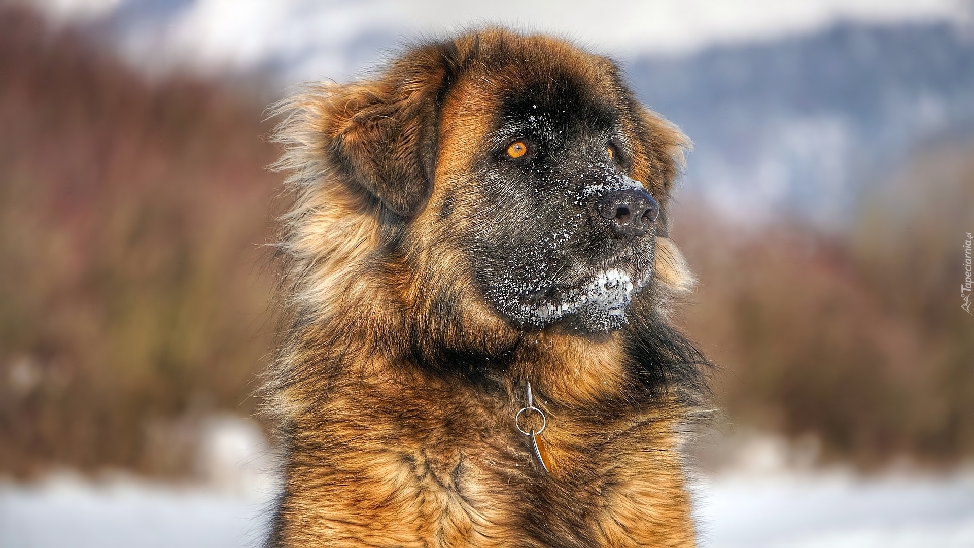 Pies, Leonberger