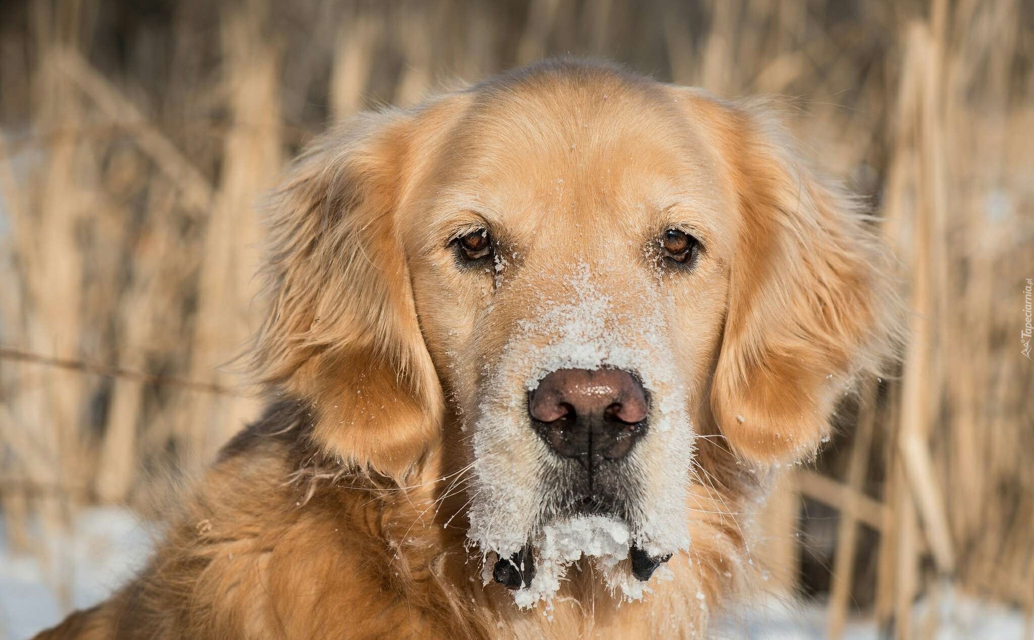 Pies, Golden retriever, Mordka